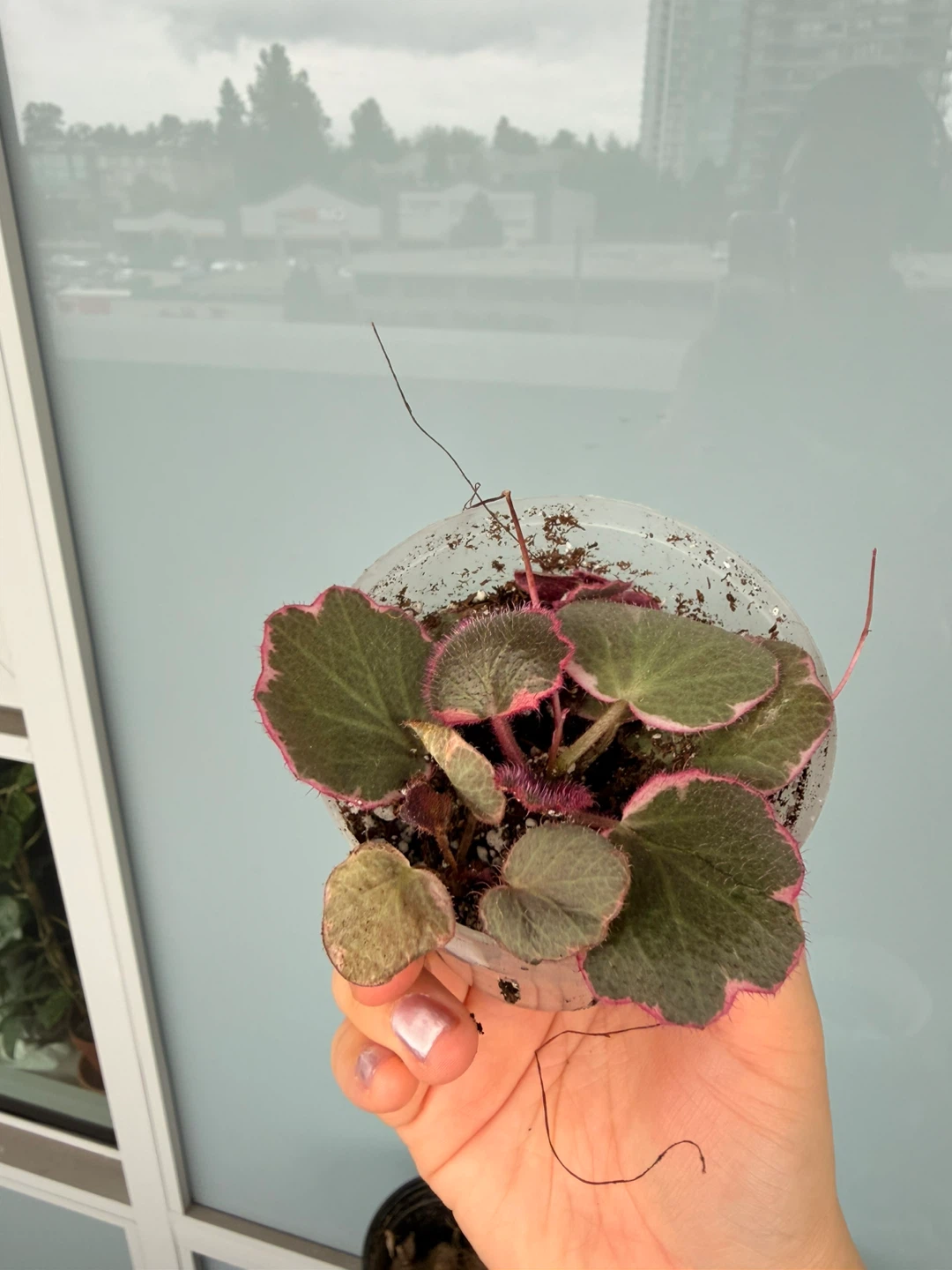 Strawberry Begonia (Saxifraga stolonifera) - Pink Variegated - photo 3