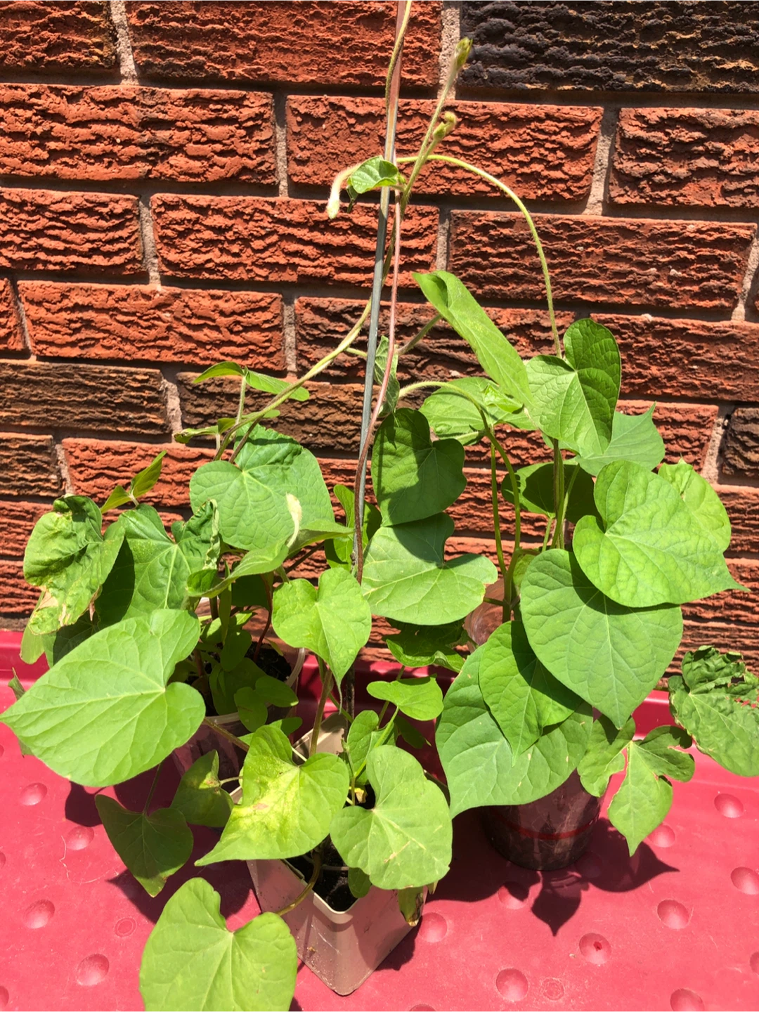 SALE: 3 plants in pot,