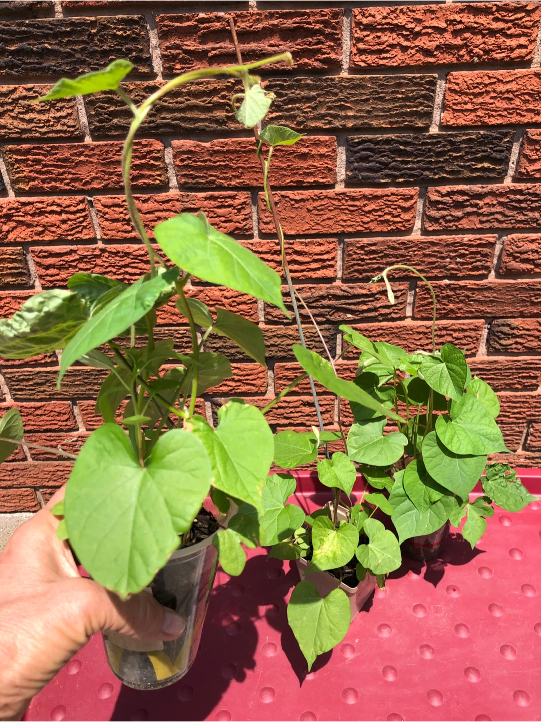 SALE: 3 plants in pot, - photo 2