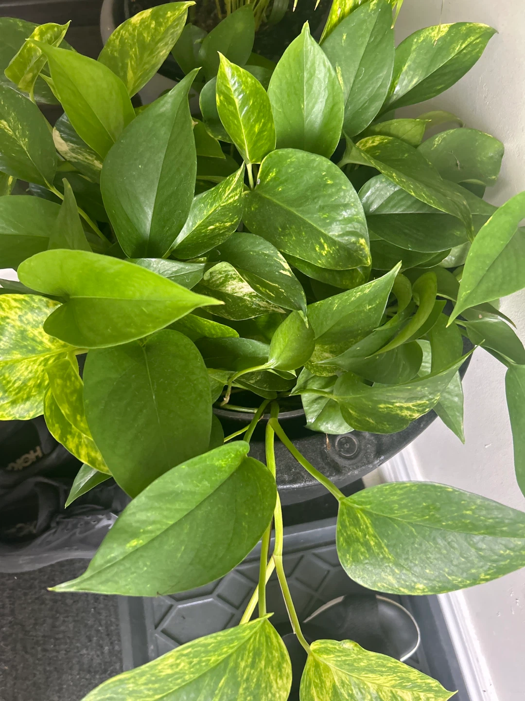 Pothos plant in black planter - photo 3