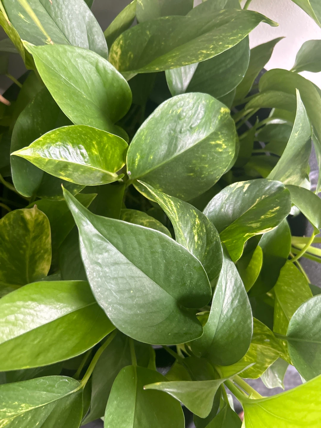Pothos plant in black planter - photo 4