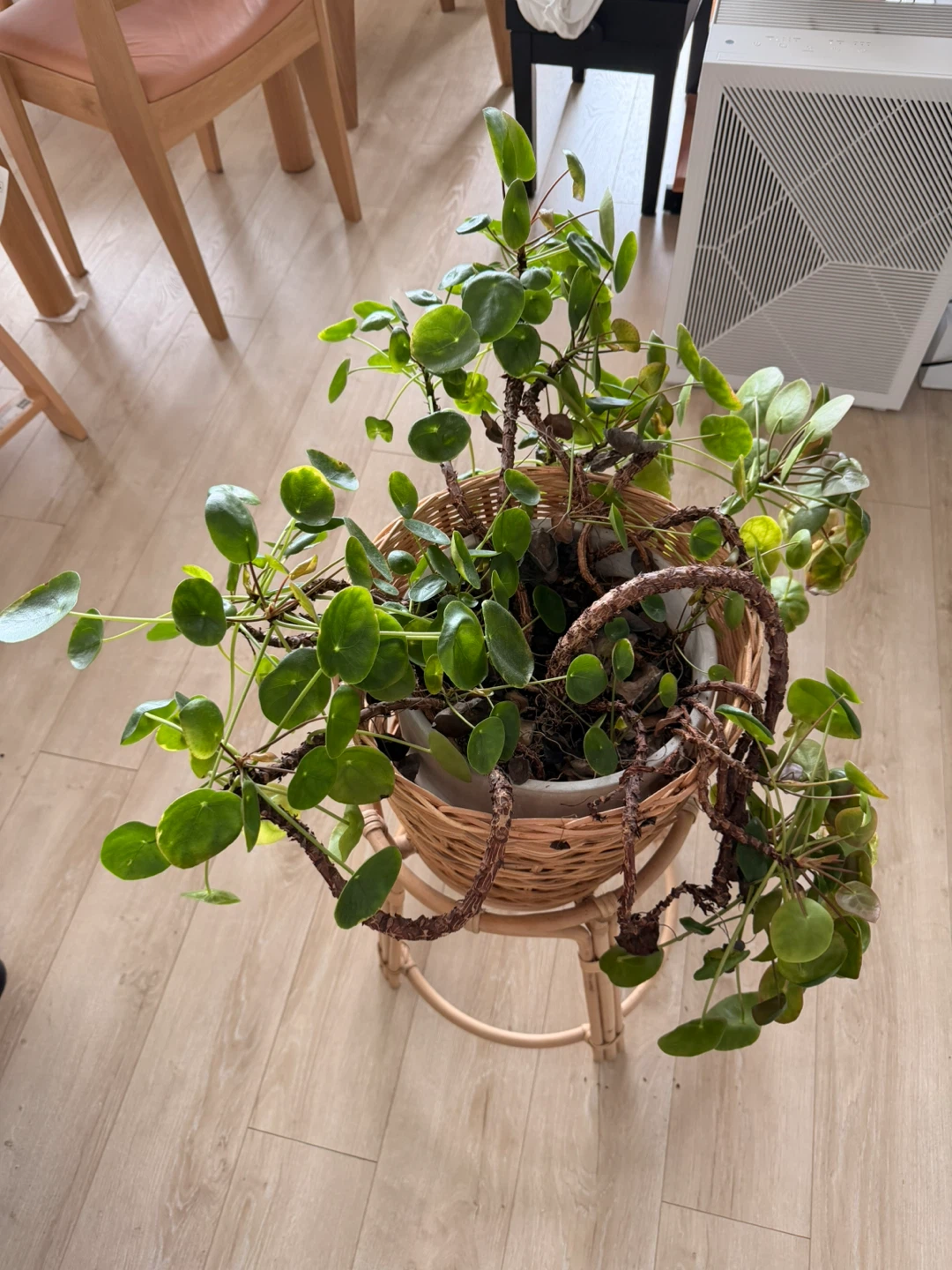 Chinese Money Plant with Pot and Stand - photo 4