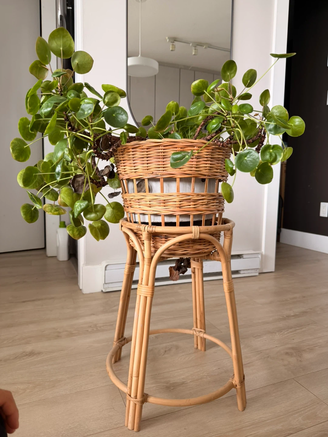 Chinese Money Plant with Pot and Stand - photo 3