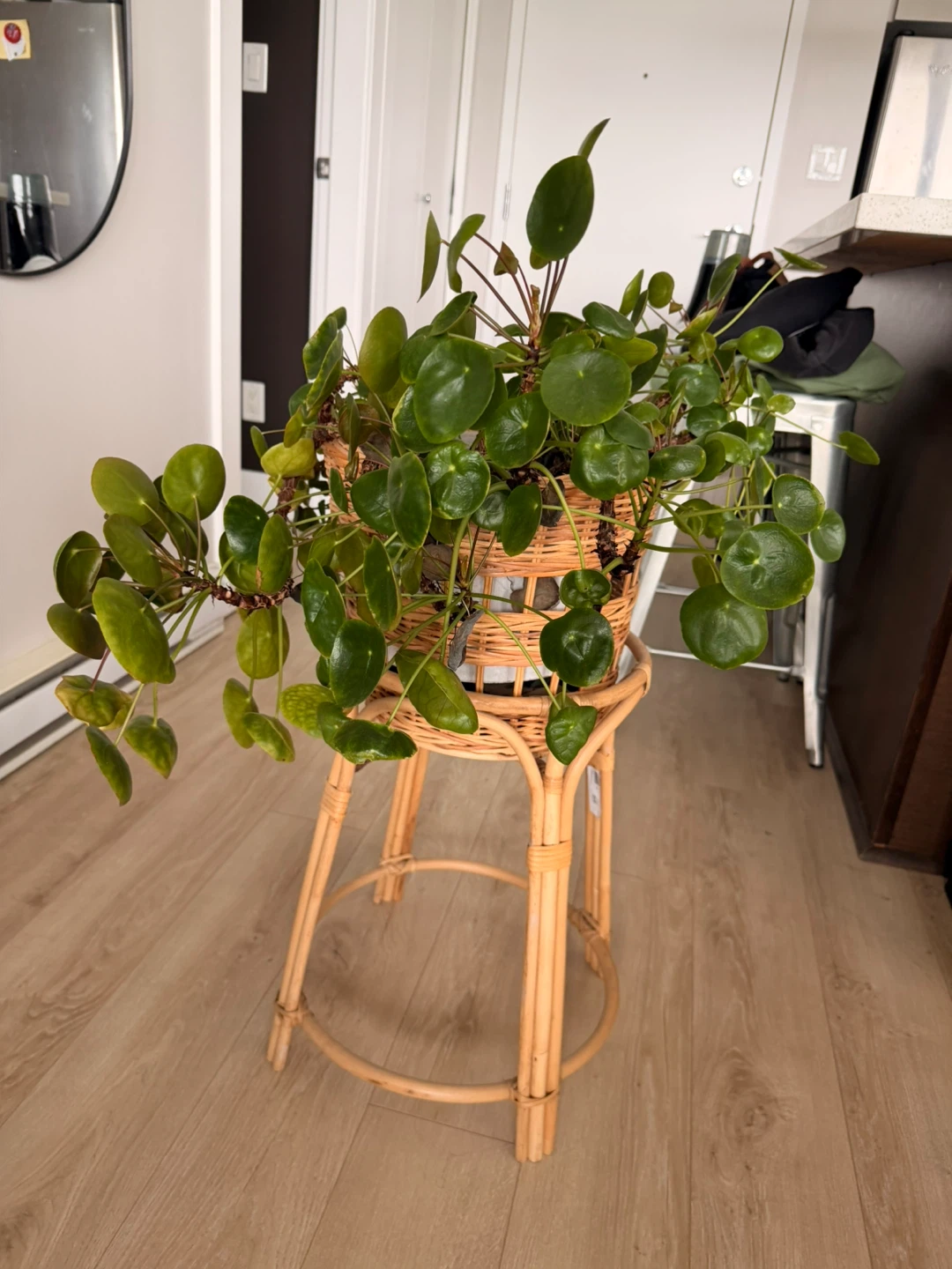 Chinese Money Plant with Pot and Stand - photo 2