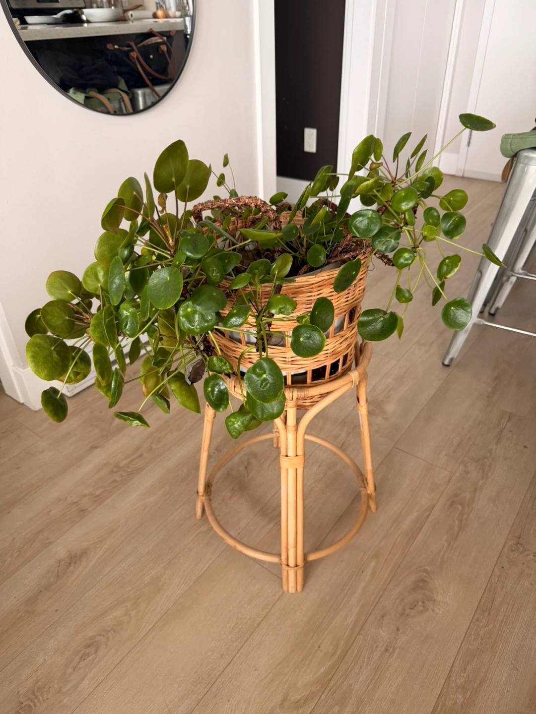 Chinese Money Plant with Pot and Stand