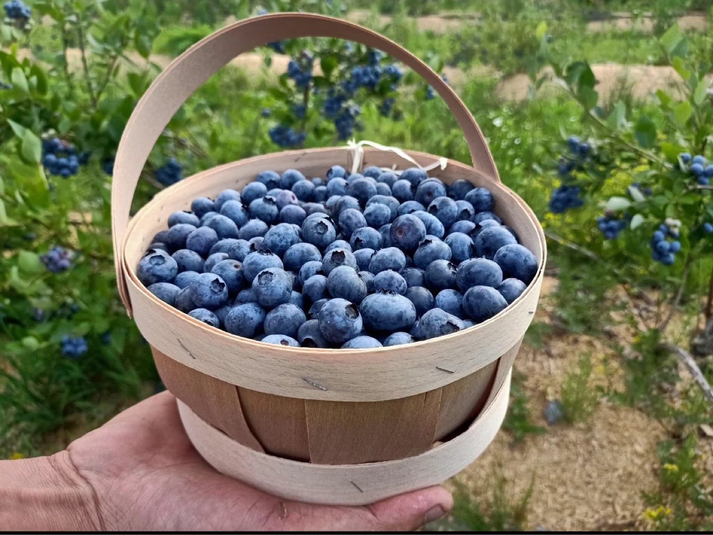 Fresh Blueberries