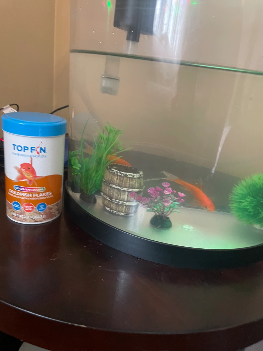 Goldfish Aquarium Setup – $30 OBO - photo 3