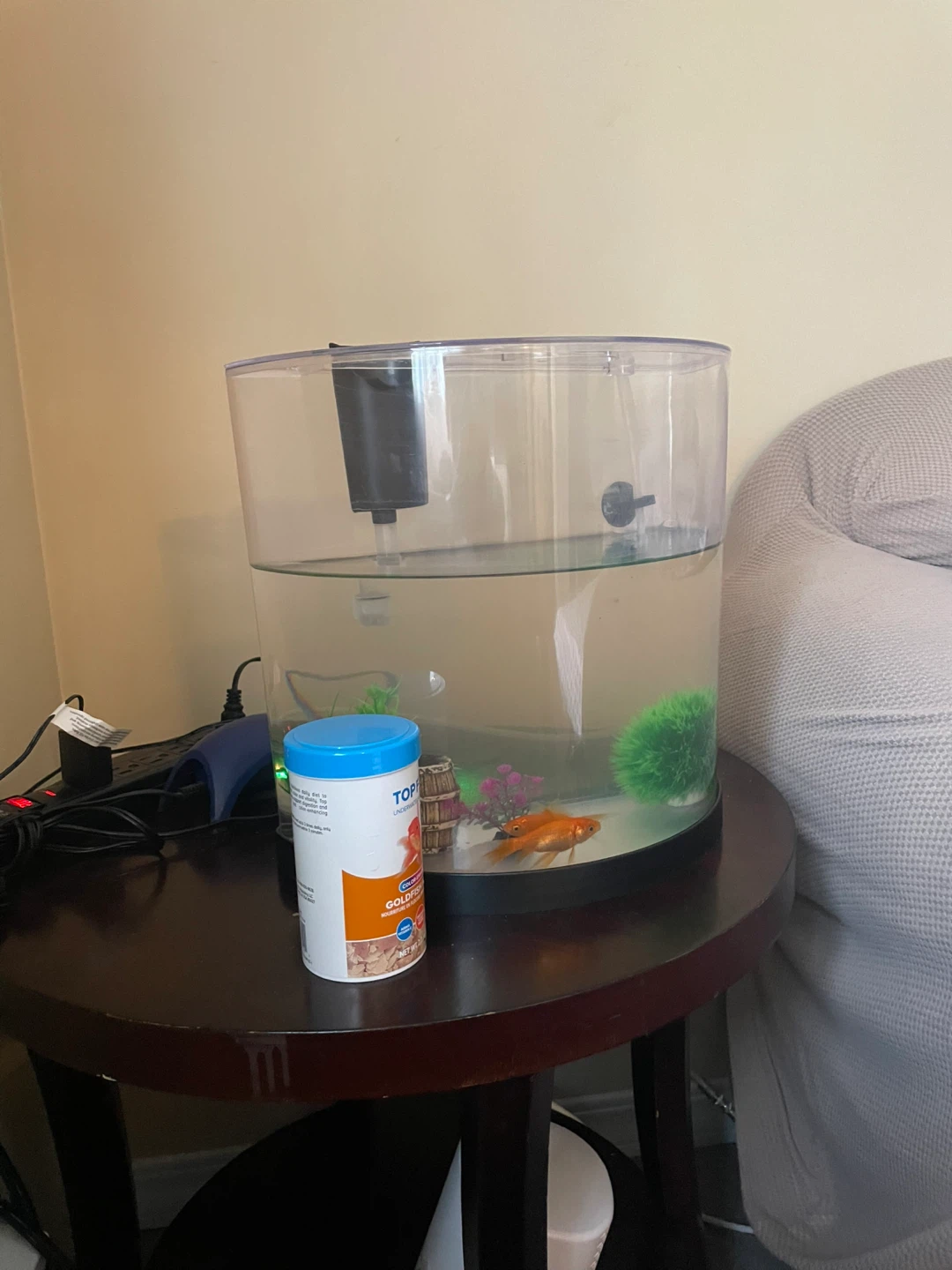 Goldfish Aquarium Setup – $30 OBO