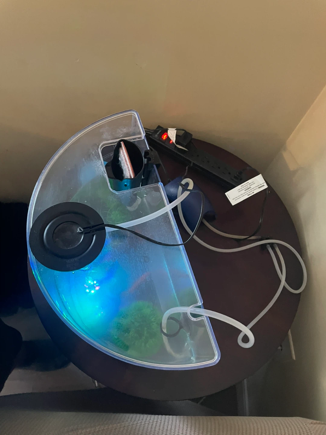 Goldfish Aquarium Setup – $30 OBO - photo 4