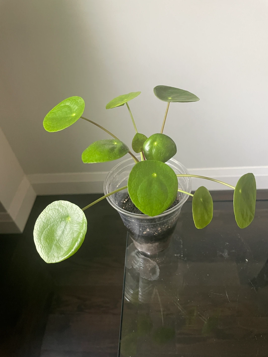 Pilea Peperomioides Plant