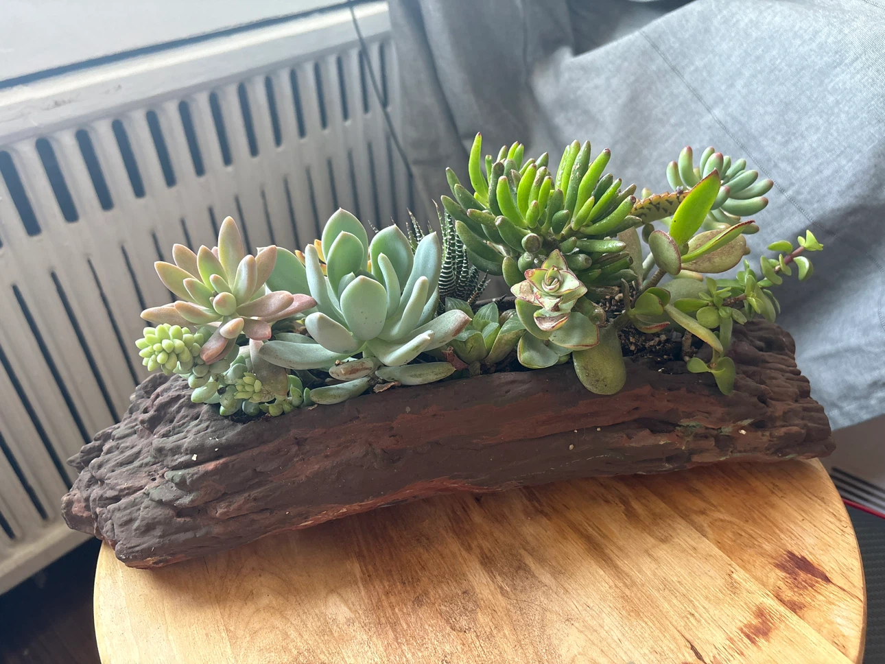 Mixed Succulent Arrangement in Log Planter