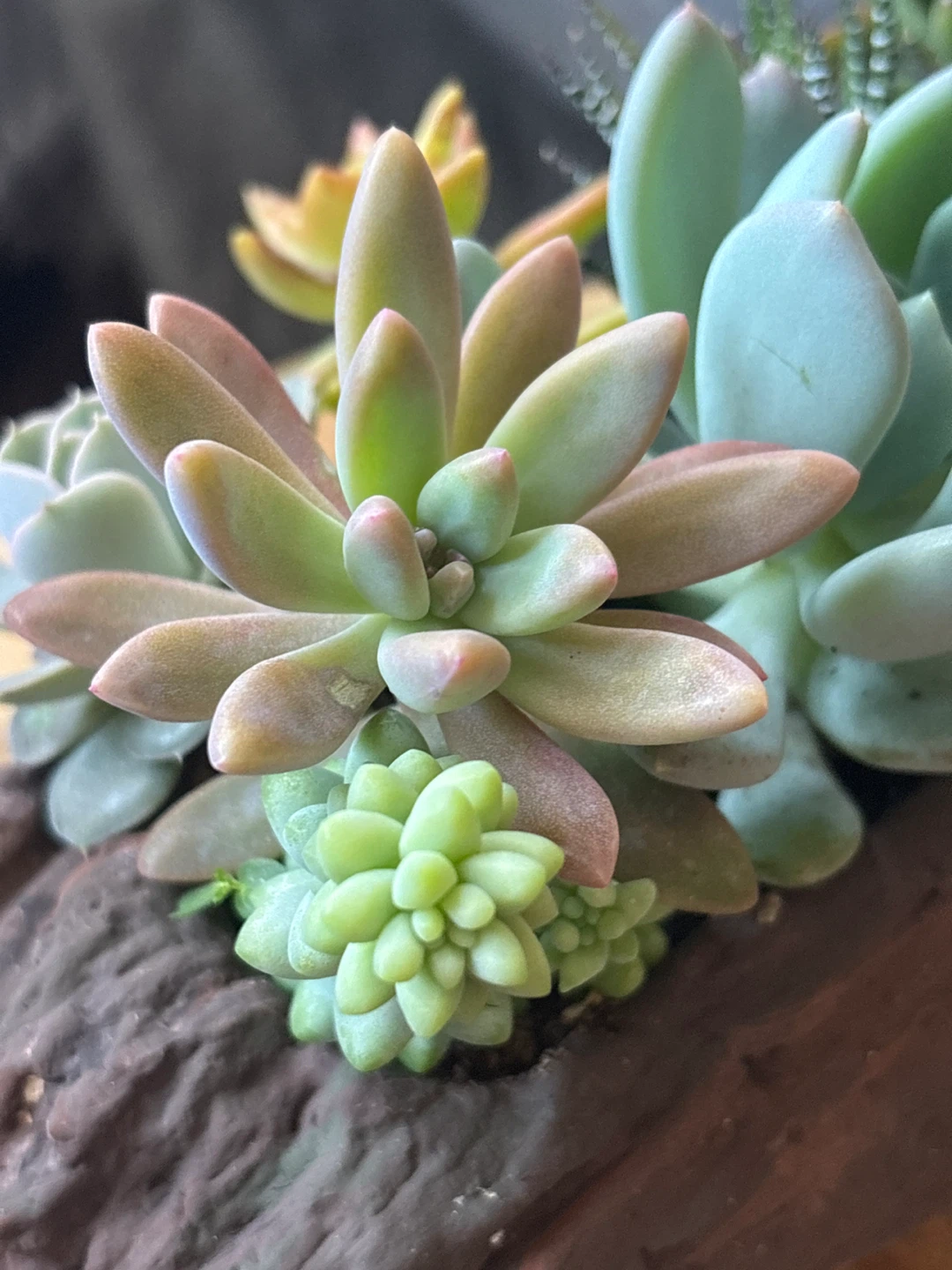 Mixed Succulent Arrangement in Log Planter - photo 2