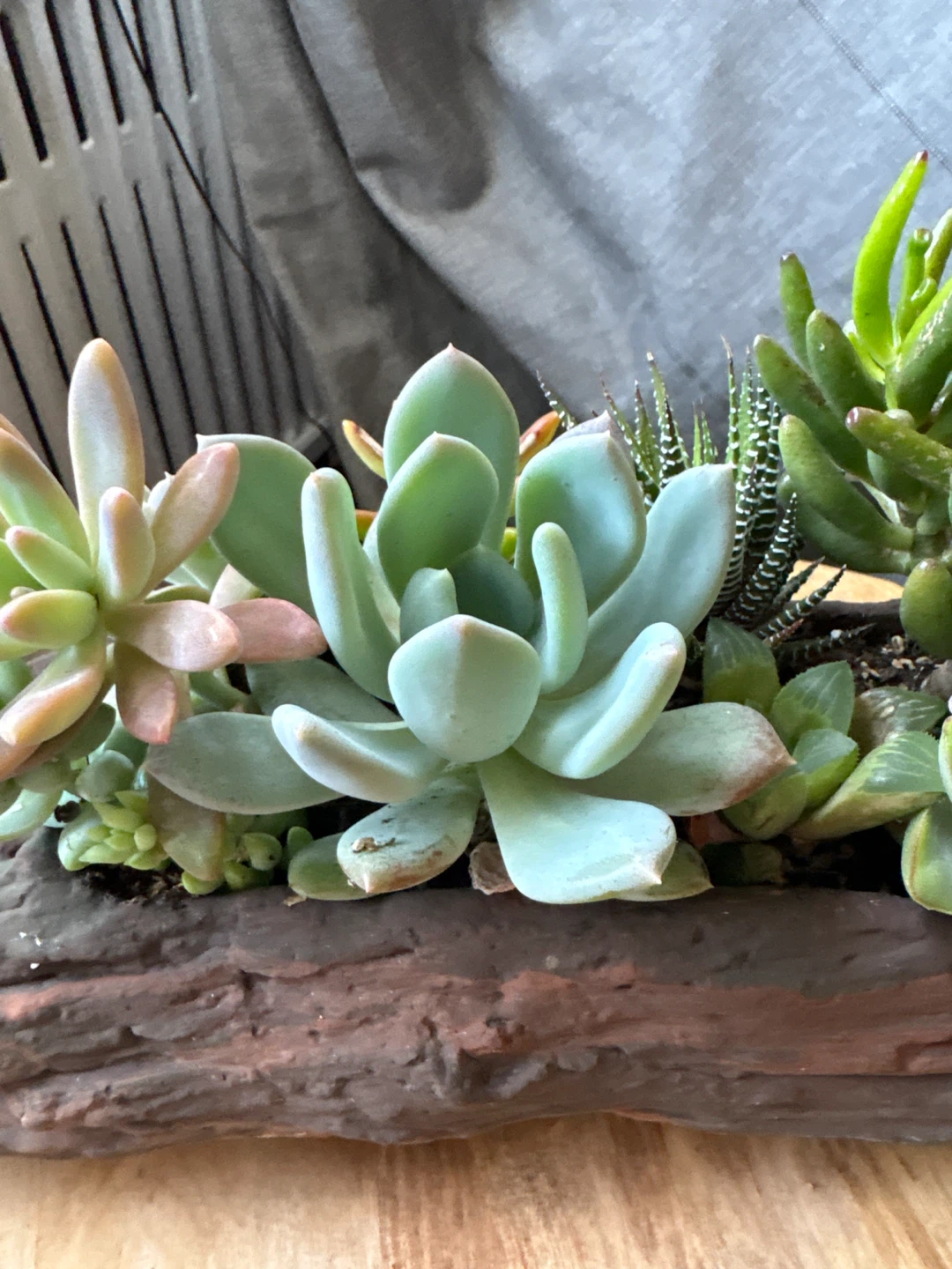 Mixed Succulent Arrangement in Log Planter - photo 3
