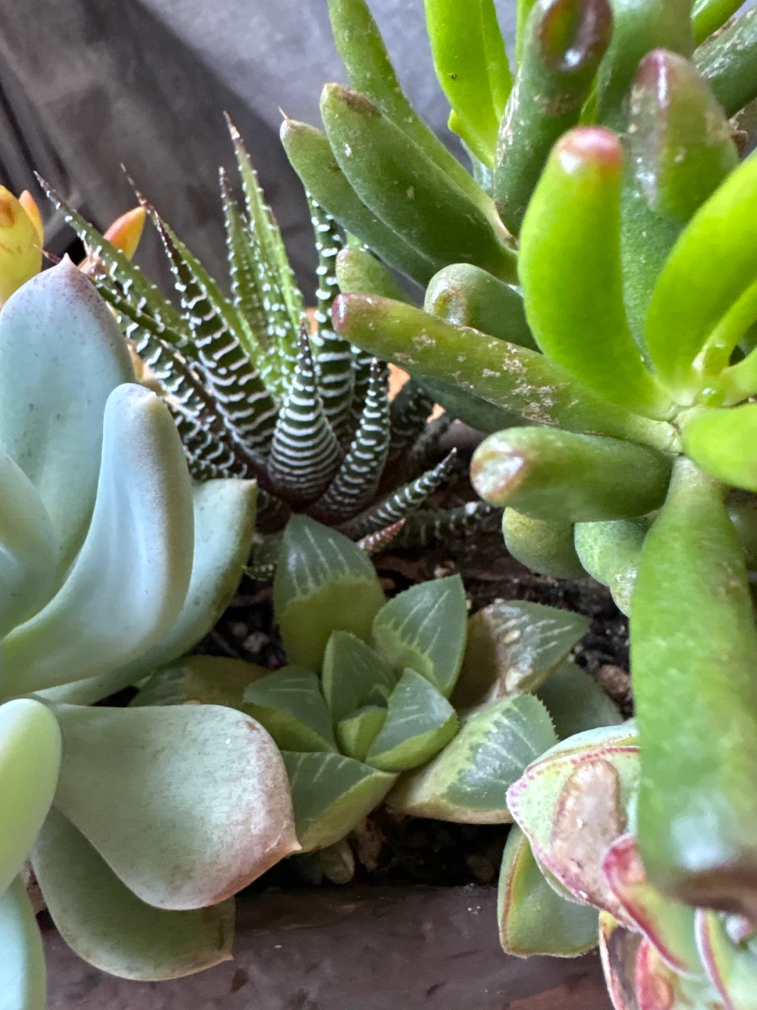 Mixed Succulent Arrangement in Log Planter - photo 4