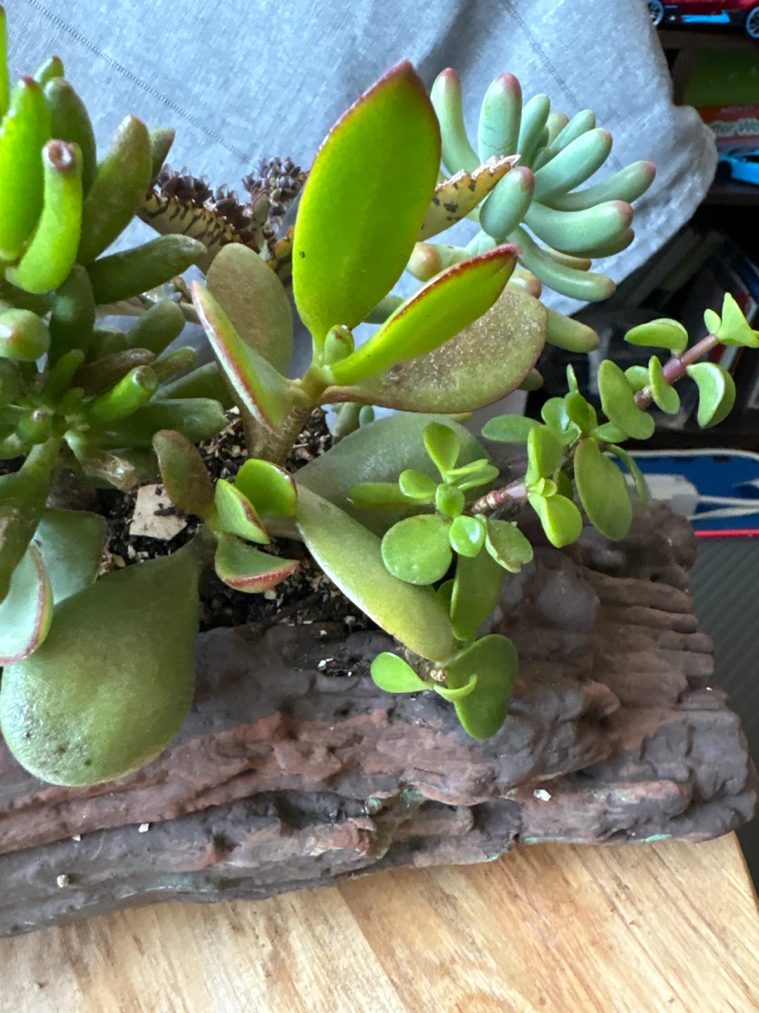 Mixed Succulent Arrangement in Log Planter - photo 5