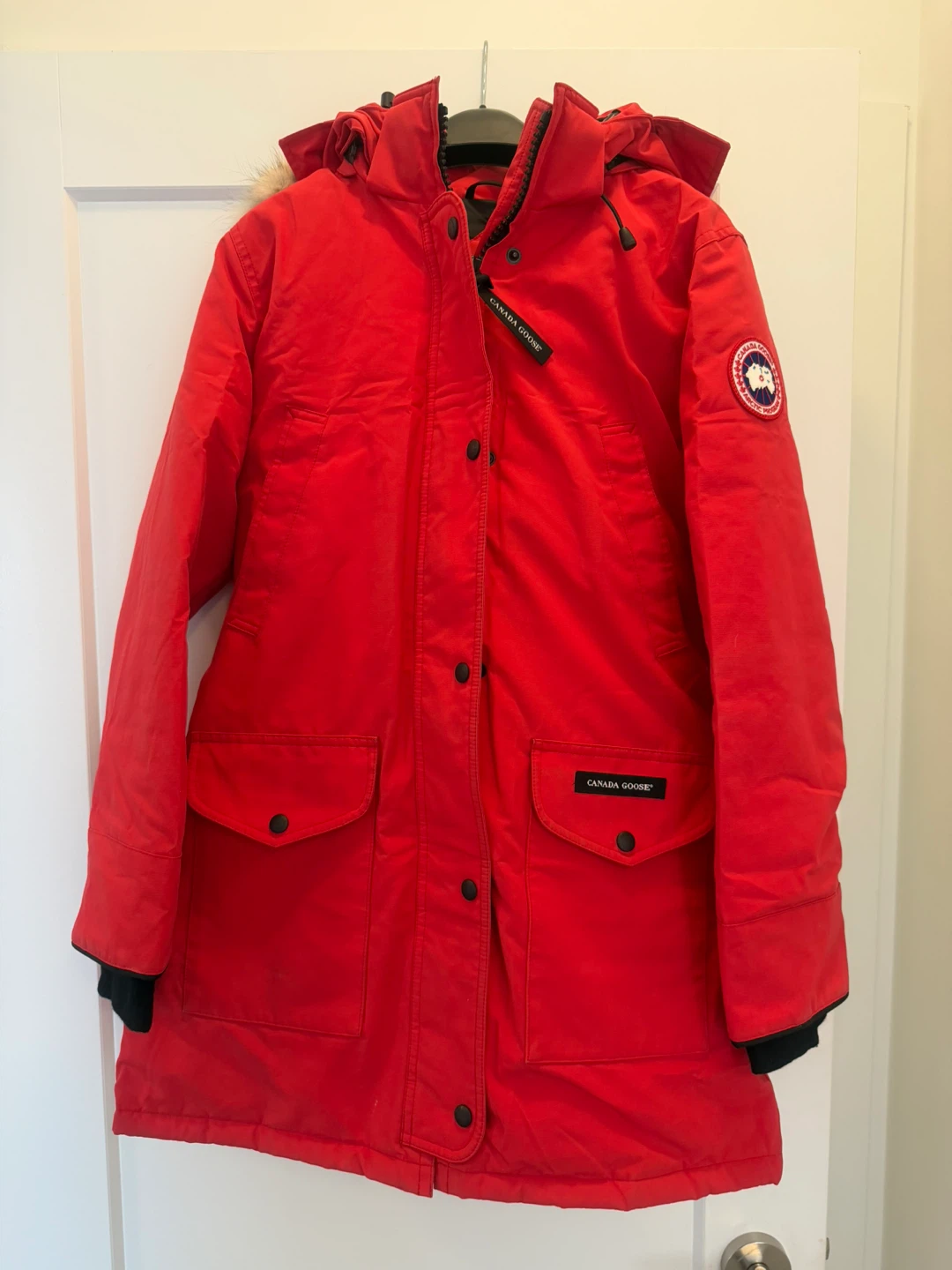 Canada goose