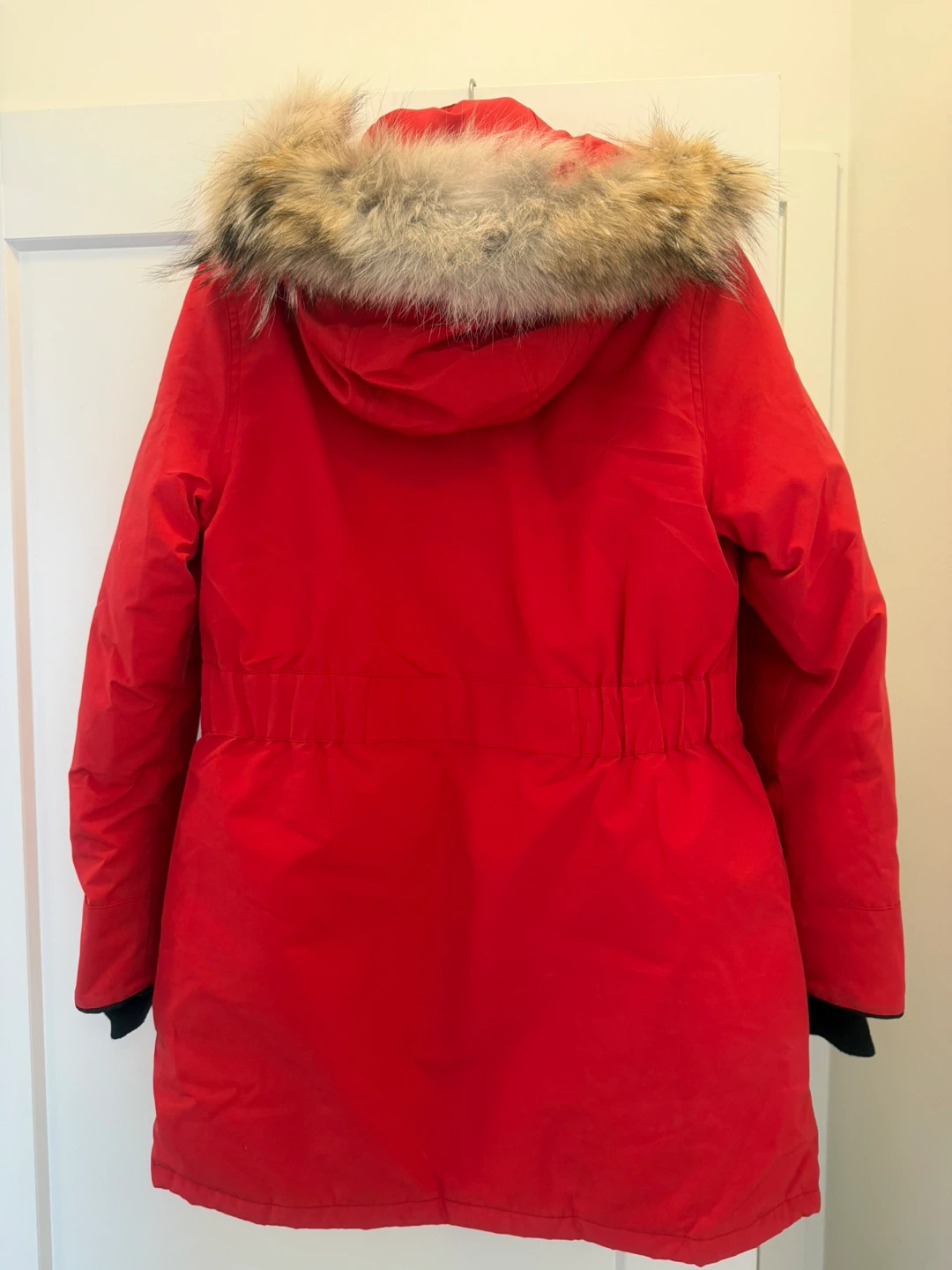 Canada goose - photo 2