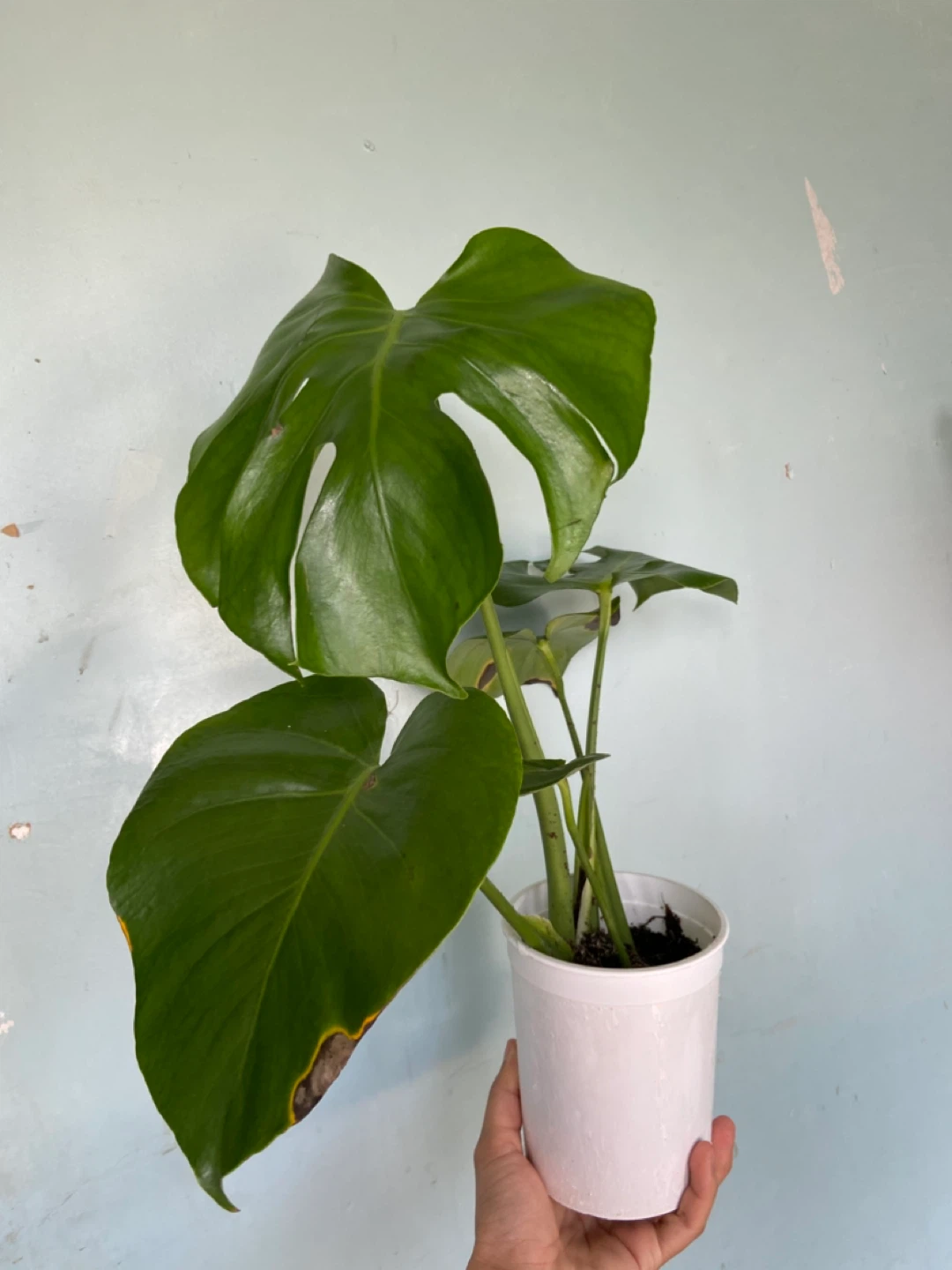 Monstera Deliciosa Plant