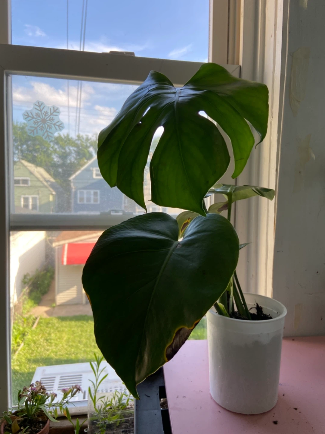 Monstera Deliciosa Plant - photo 3