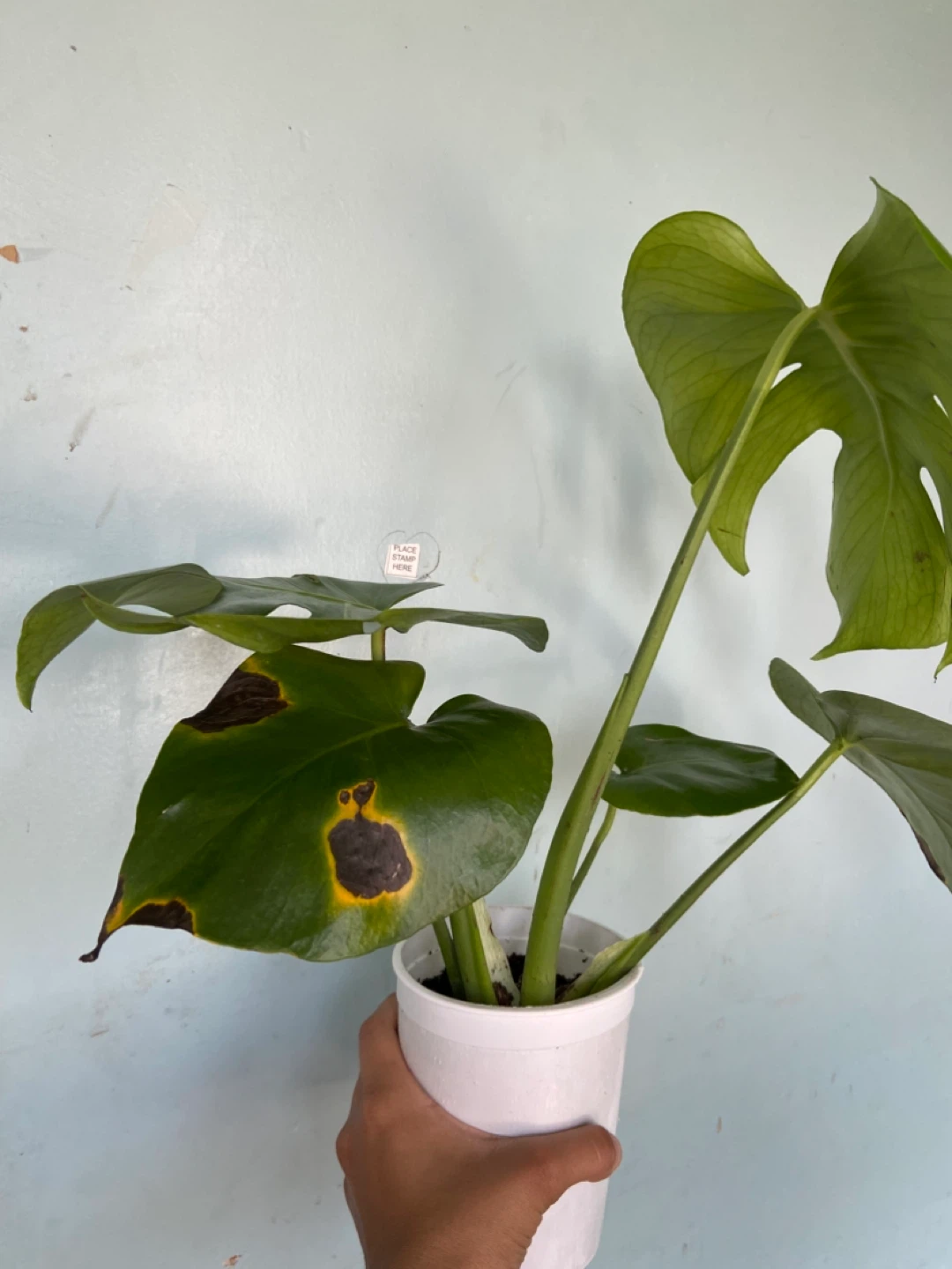 Monstera Deliciosa Plant - photo 2