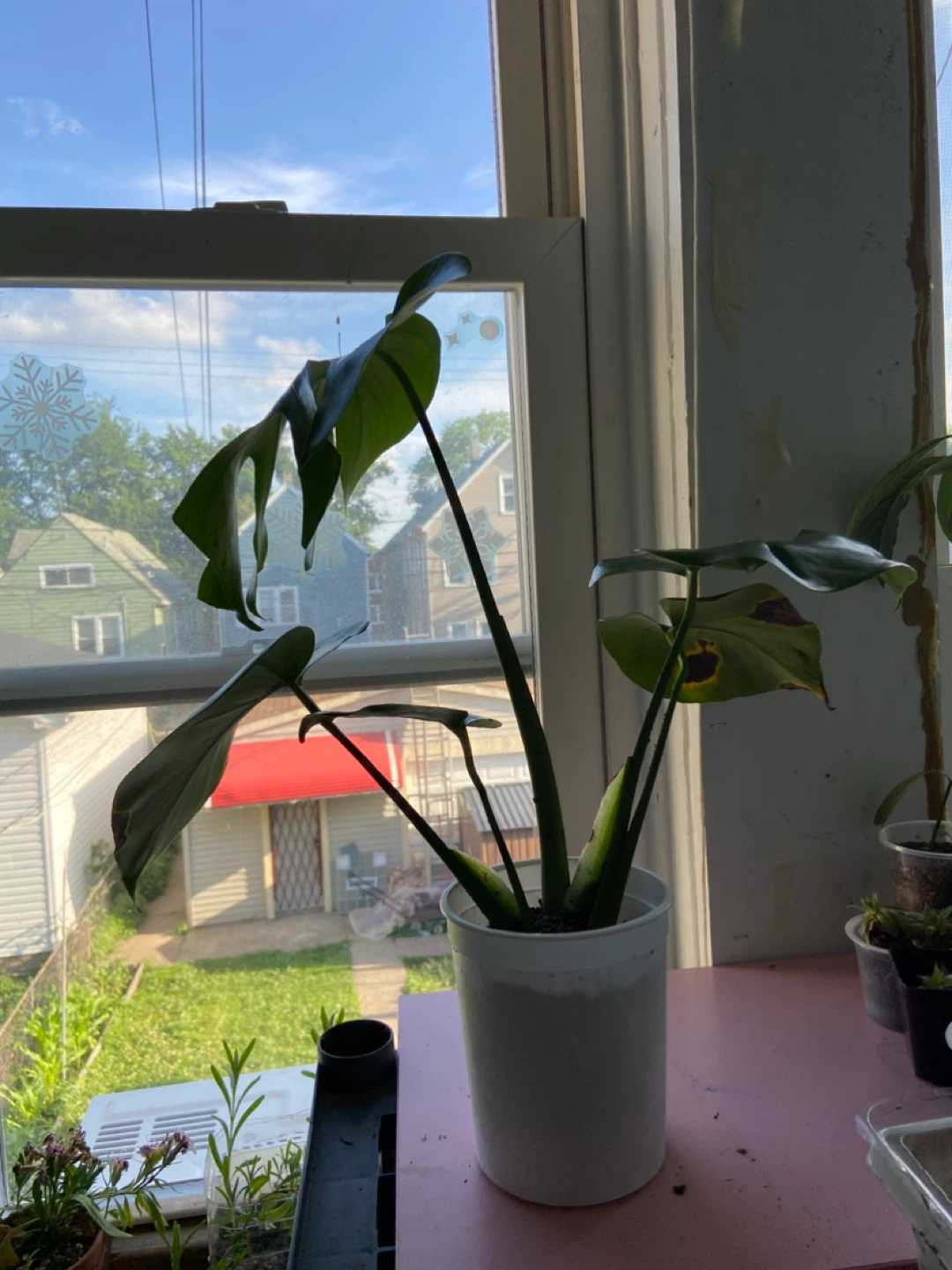 Monstera Deliciosa Plant - photo 4