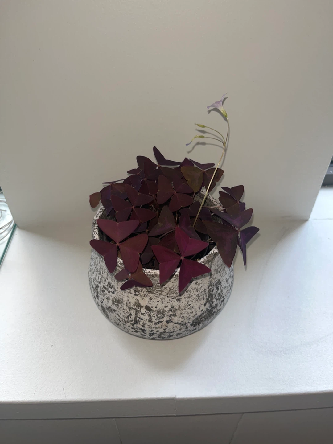 Purple Shamrock Plant