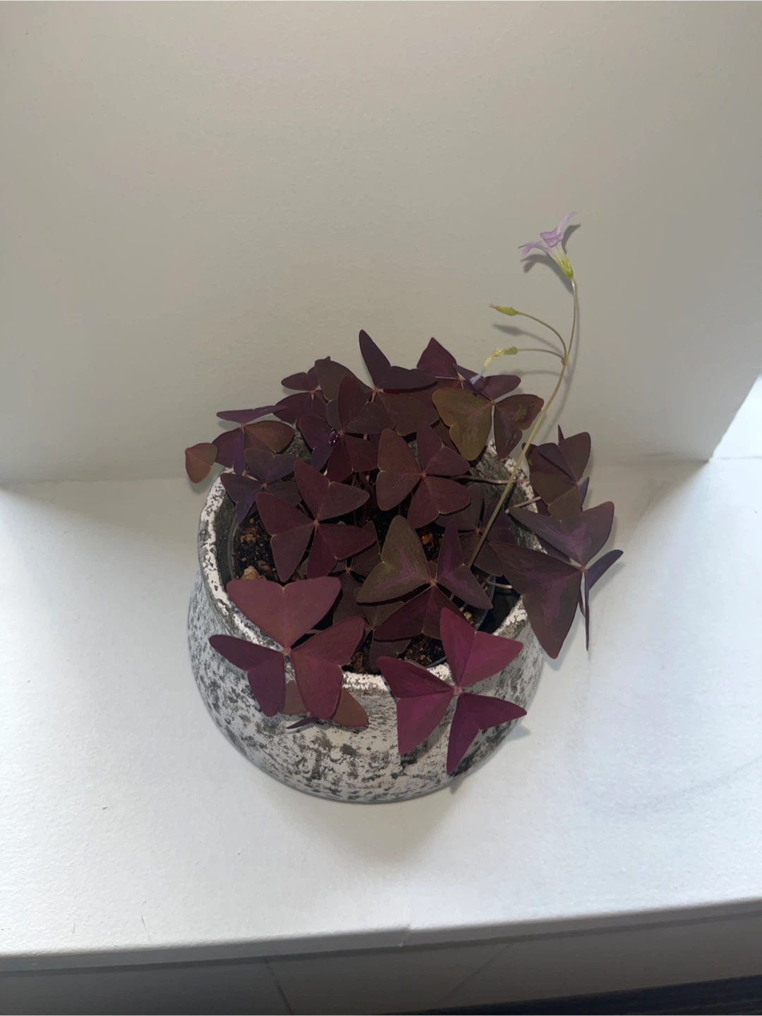 Purple Shamrock Plant - photo 2