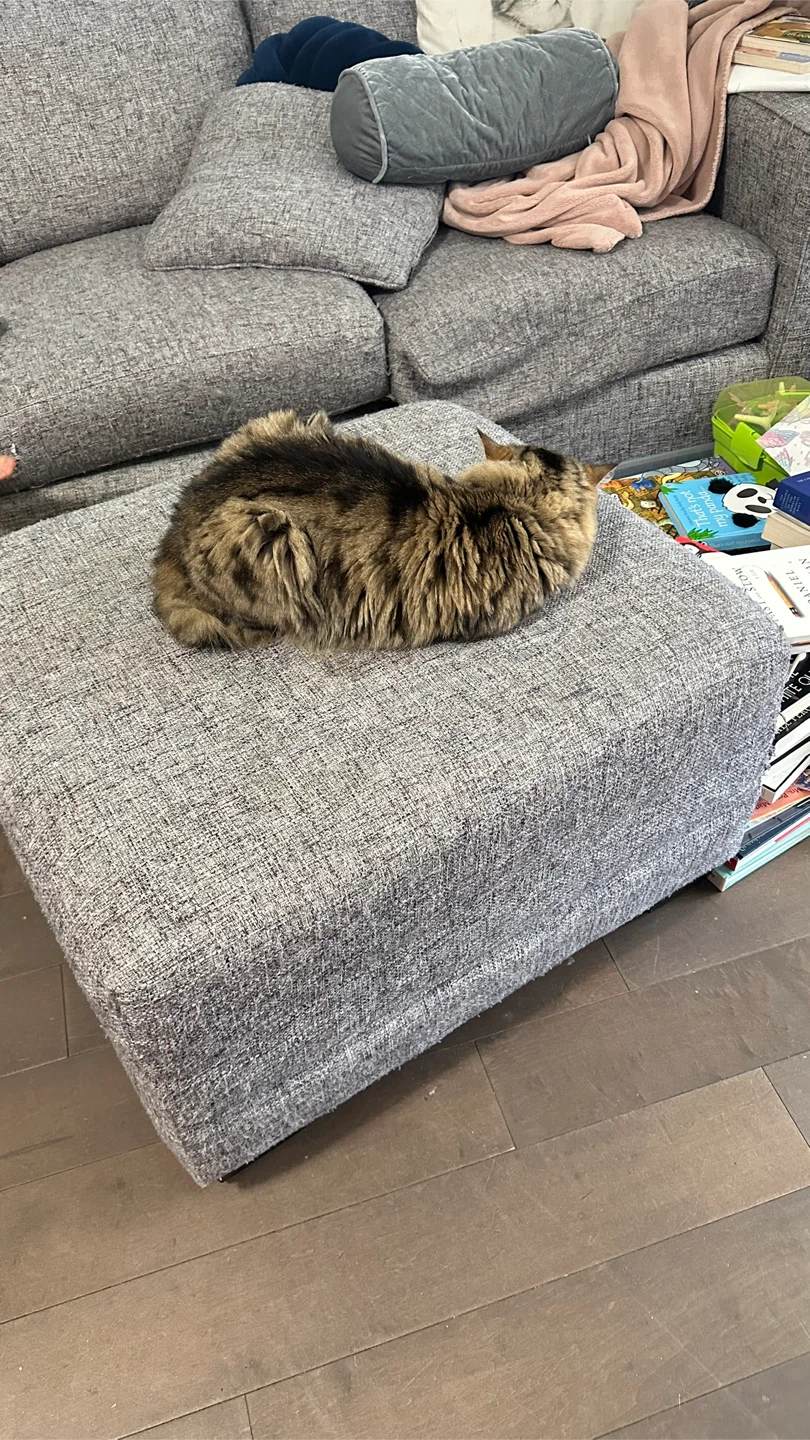 Grey Fabric Ottoman (Excluding that cat)