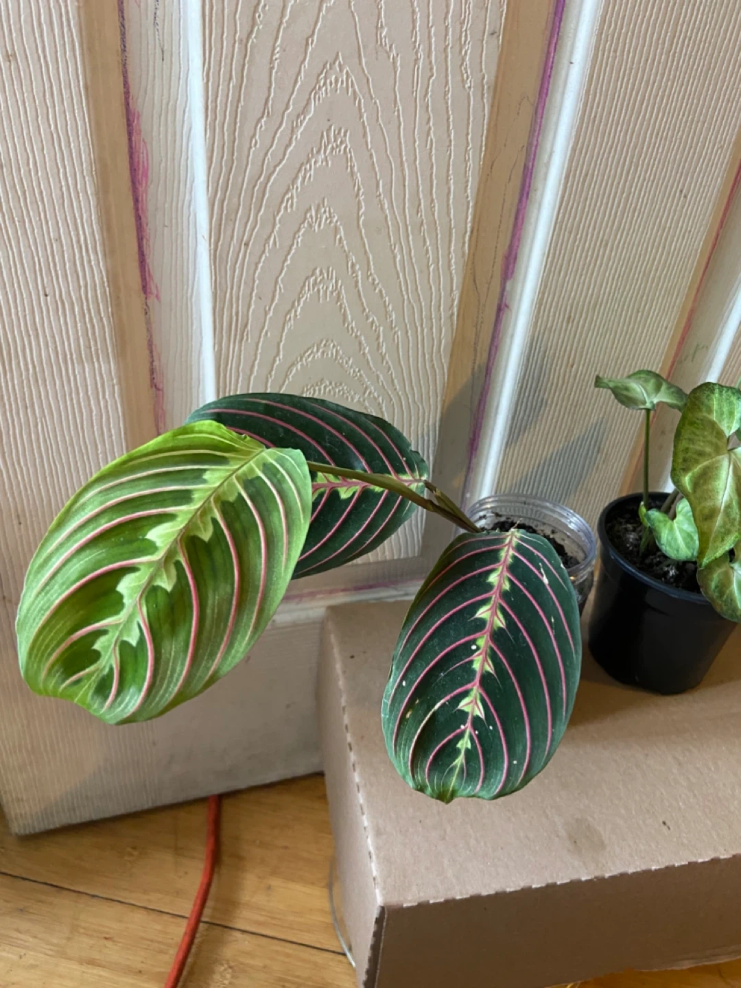 Red maranta and syngonium - photo 2