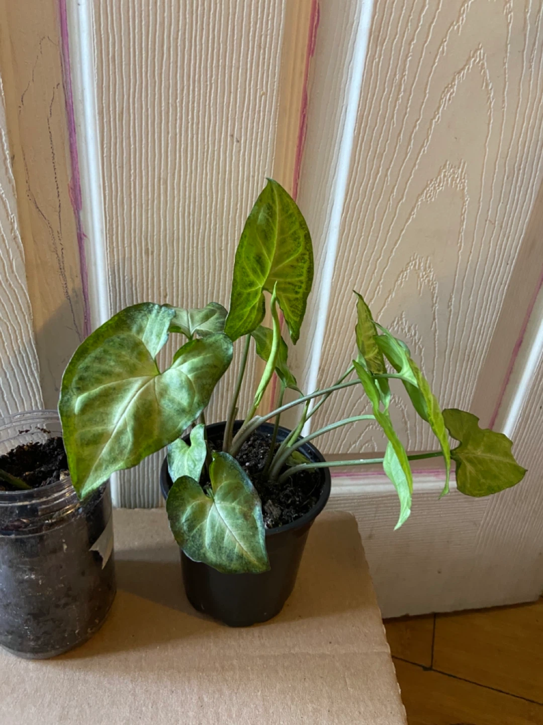 Red maranta and syngonium - photo 3