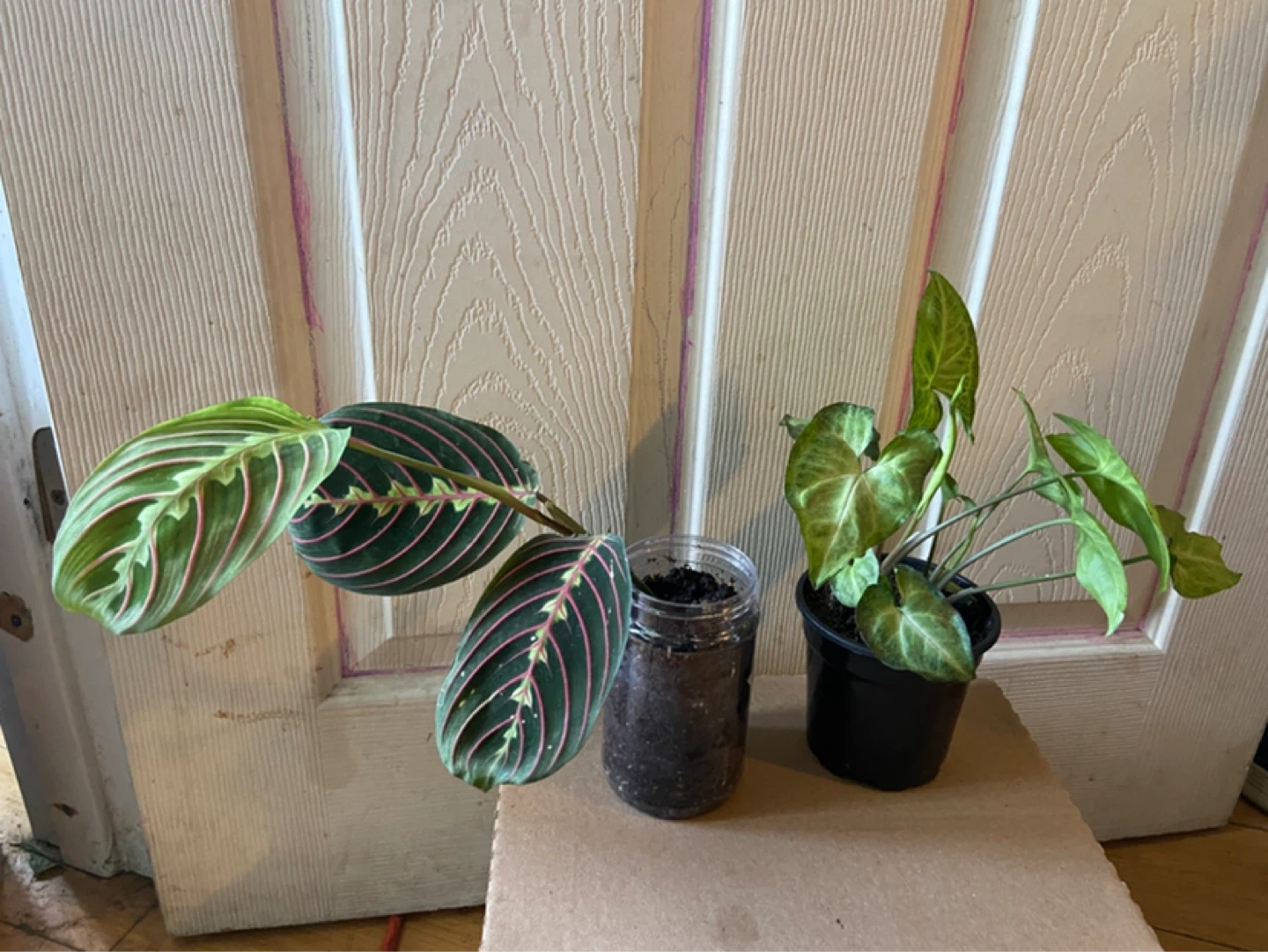 Red maranta and syngonium