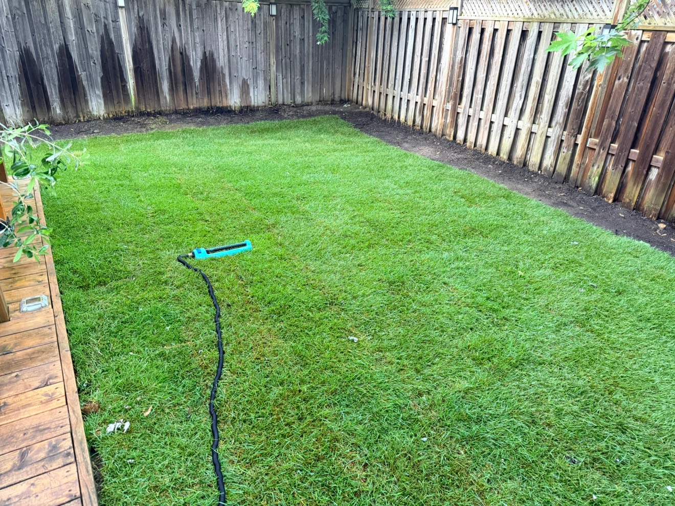 Brand New Sod – Delivered Yesterday! 🌱