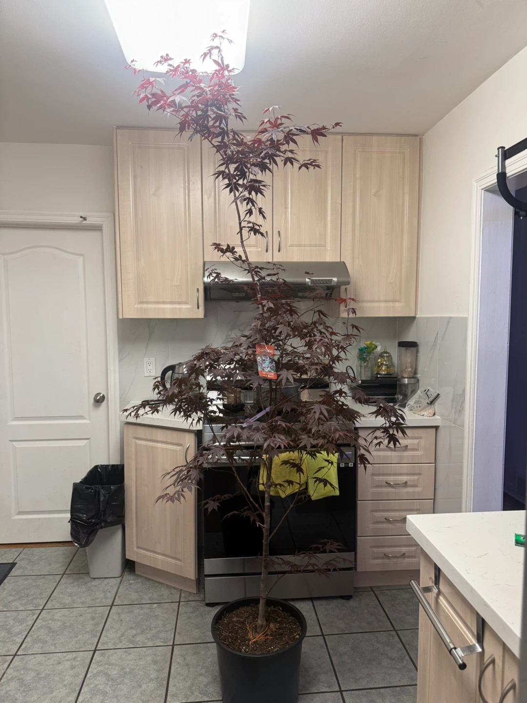 Japanese Maple Tree