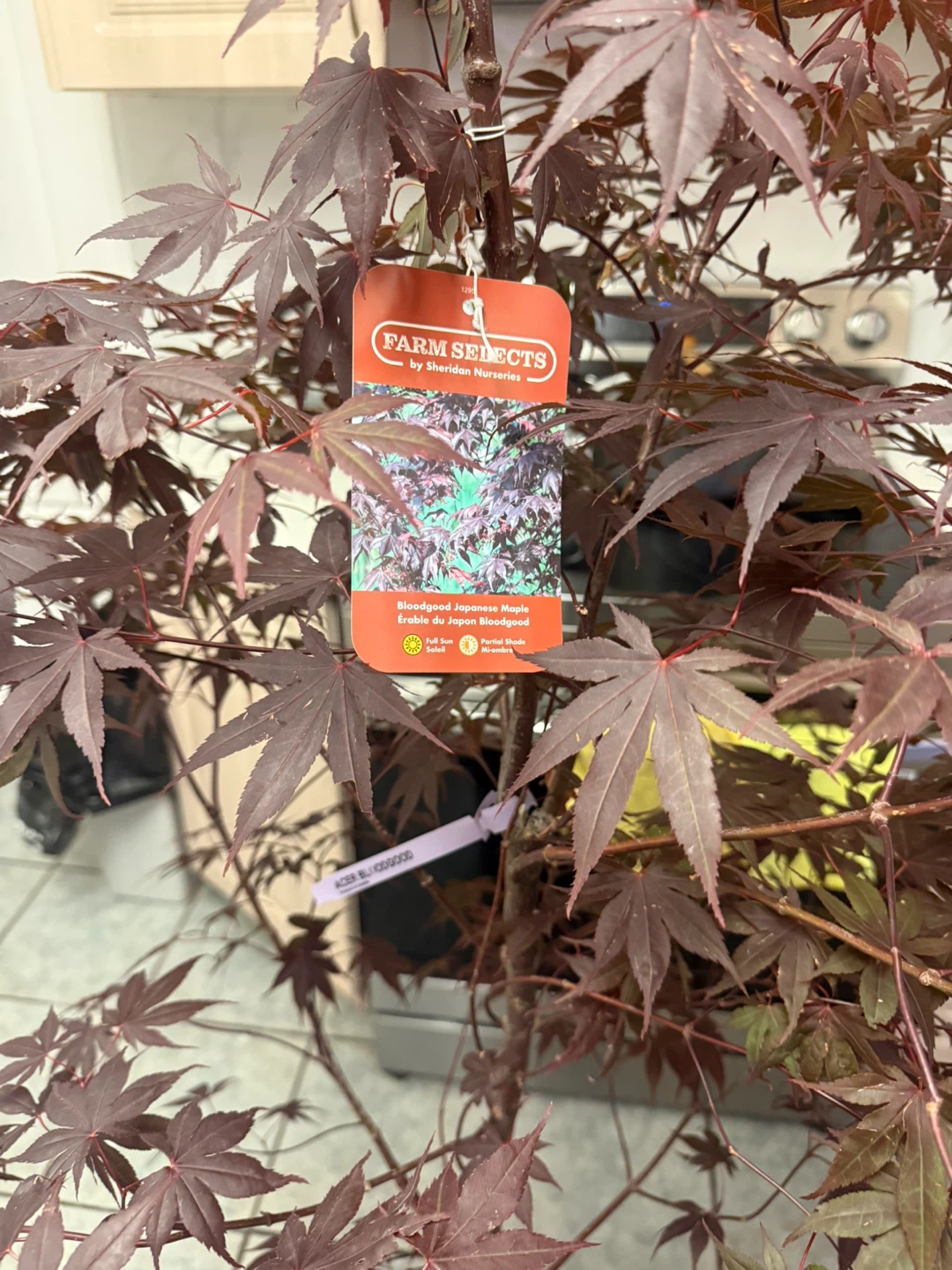 Japanese Maple Tree - photo 3