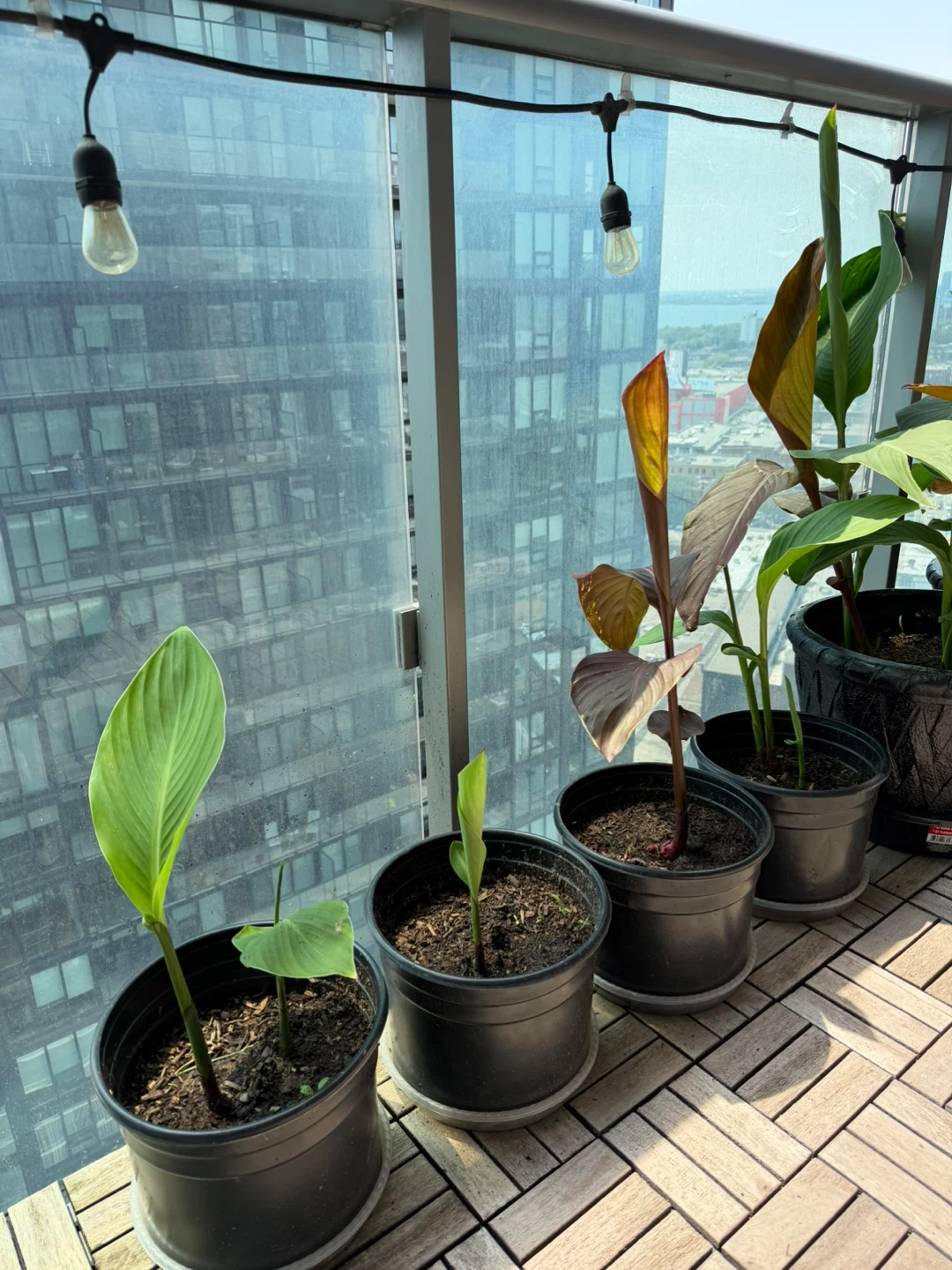 Canna Lilly Bulb in Soil - photo 2