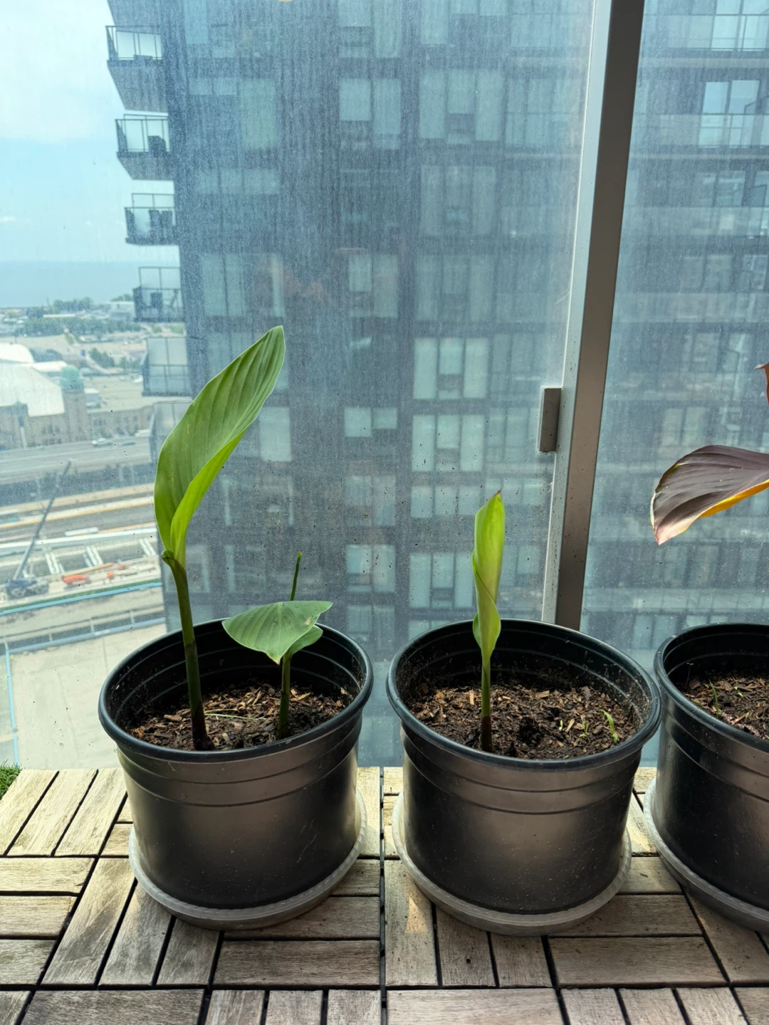 Canna Lilly Bulb in Soil - photo 4
