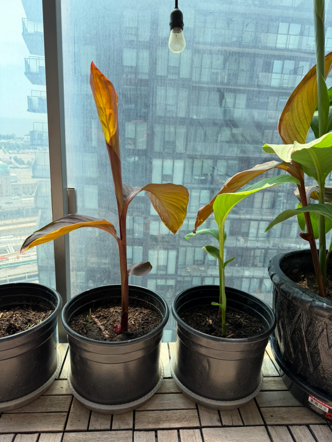 Canna Lilly Bulb in Soil - photo 3