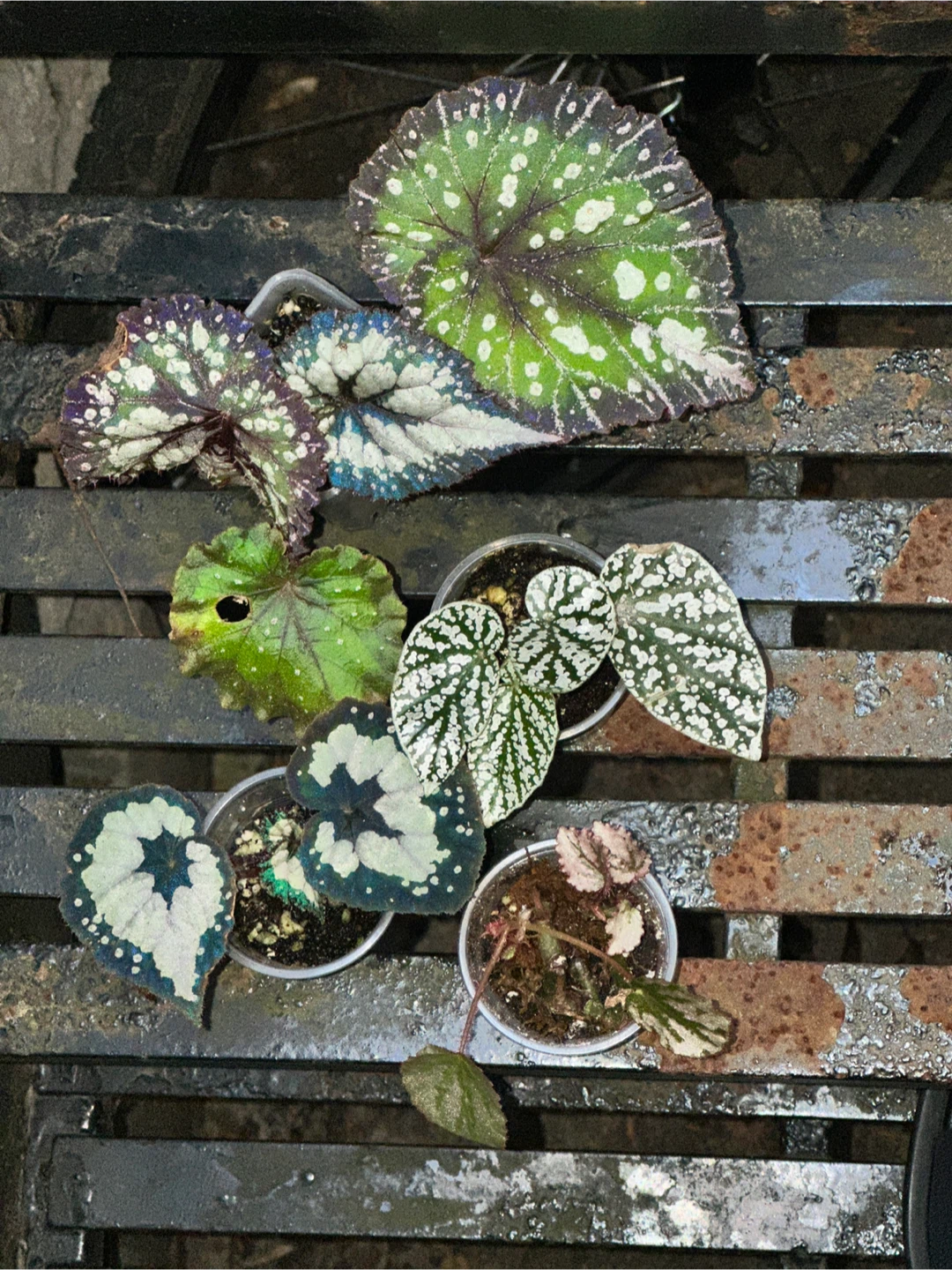 Begonia Collector's Plant Bundle