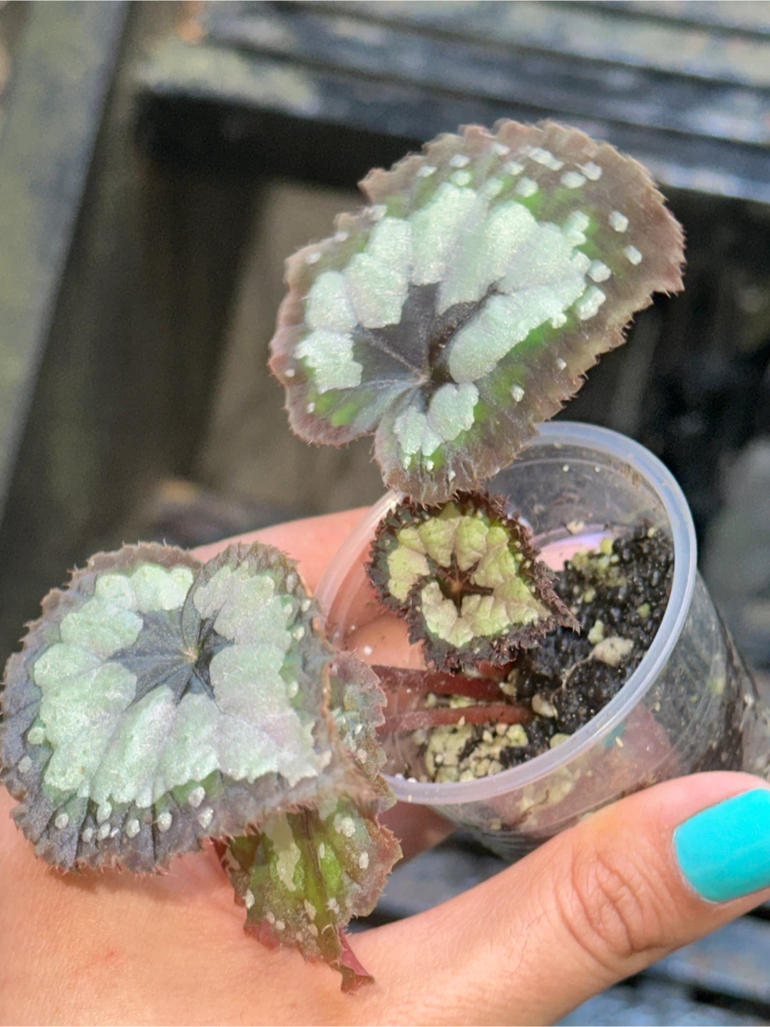 Begonia Collector's Plant Bundle - photo 2