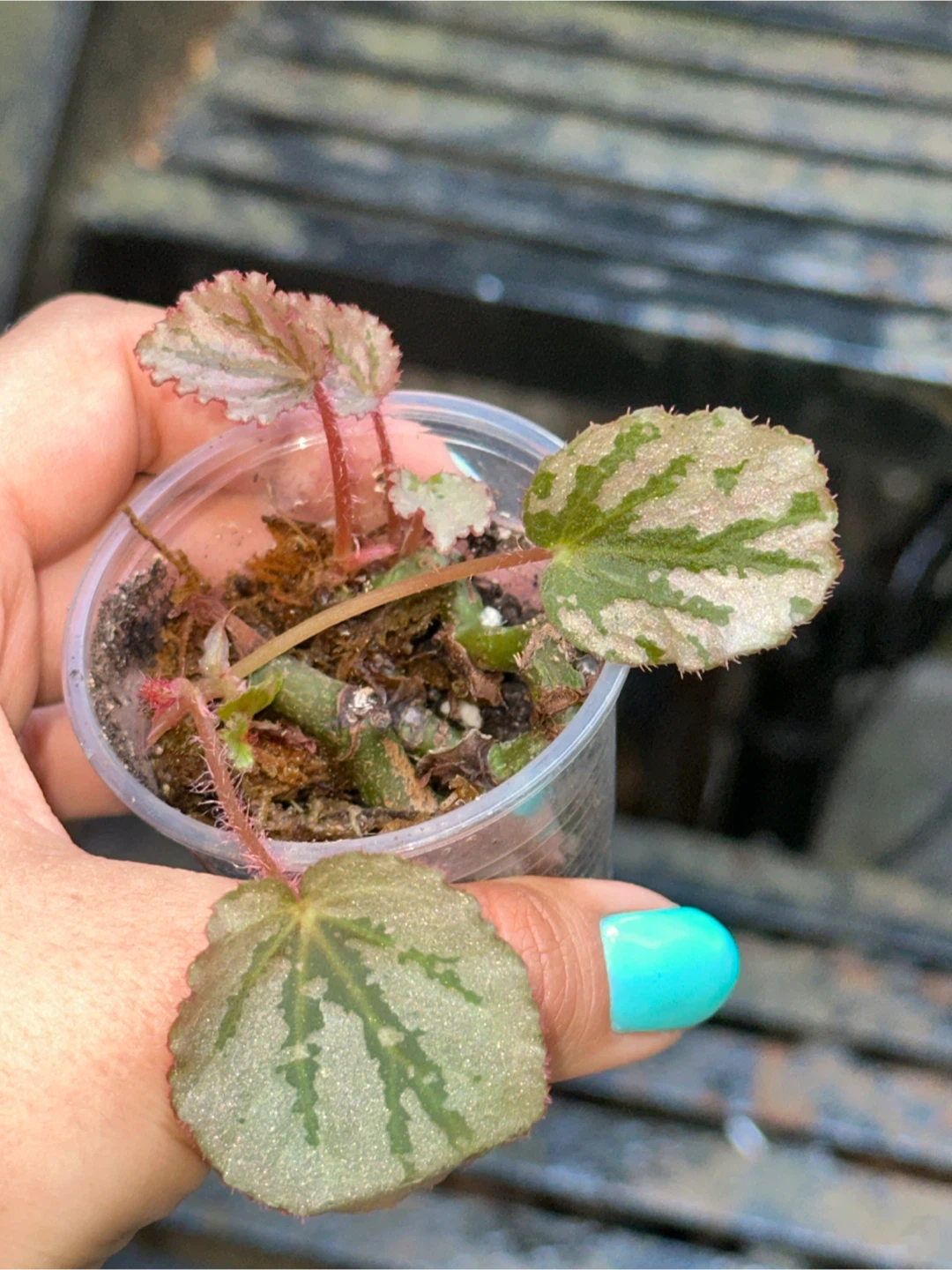 Begonia Collector's Plant Bundle - photo 3