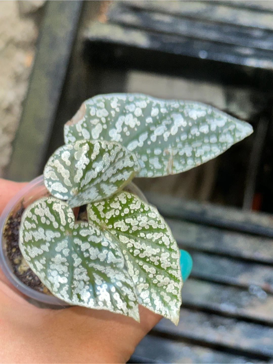 Begonia Collector's Plant Bundle - photo 4