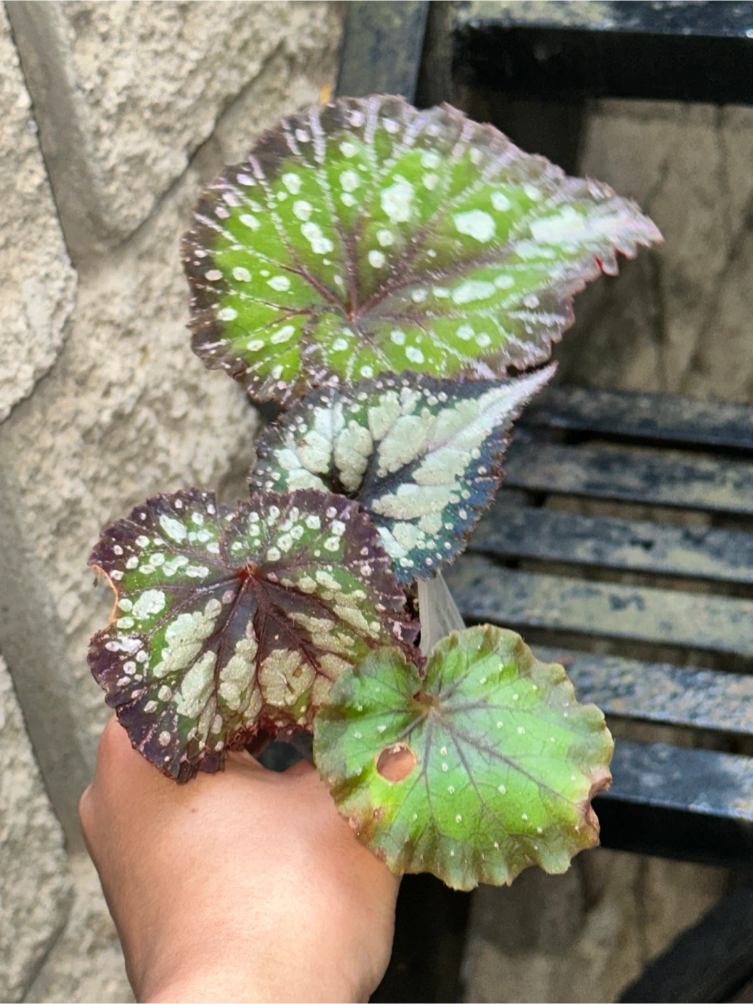 Begonia Collector's Plant Bundle - photo 5