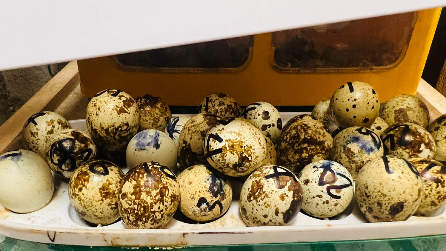 8 Egg Incubator. Buy one free live quail eggs… - photo 3