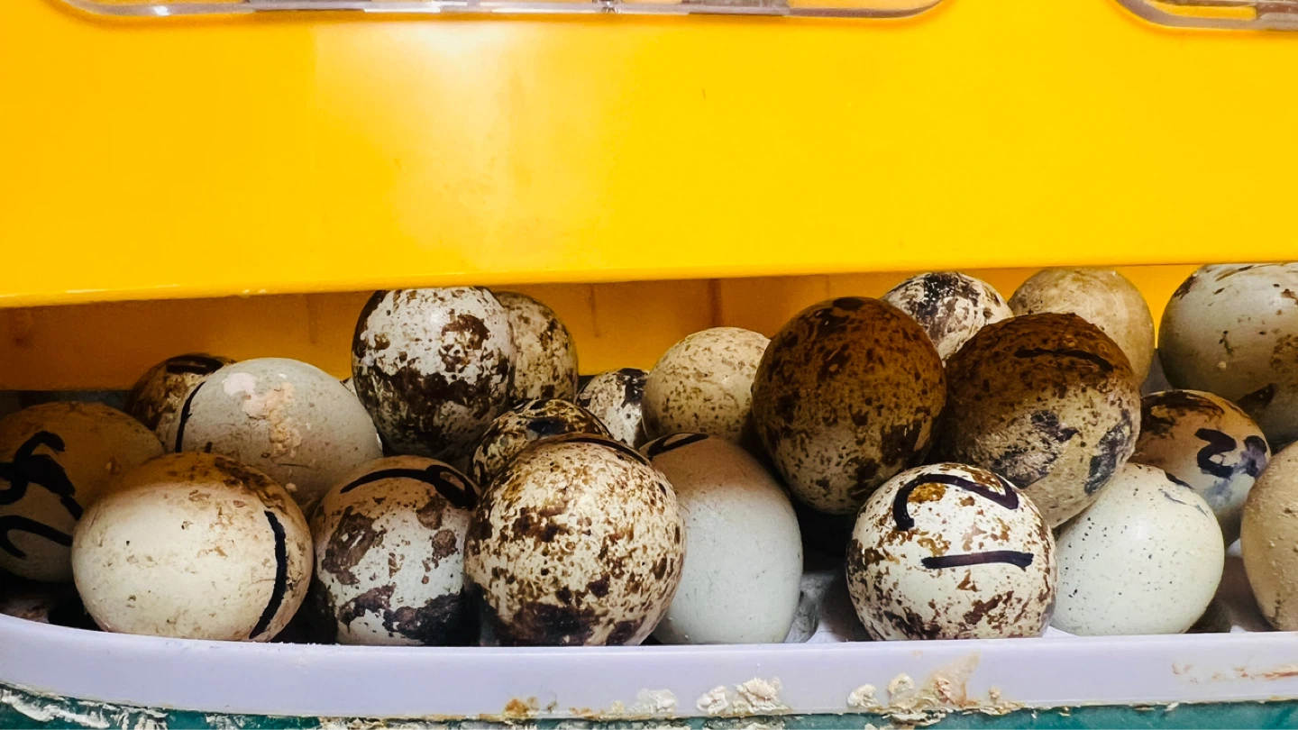 8 Egg Incubator. Buy one free live quail eggs… - photo 2