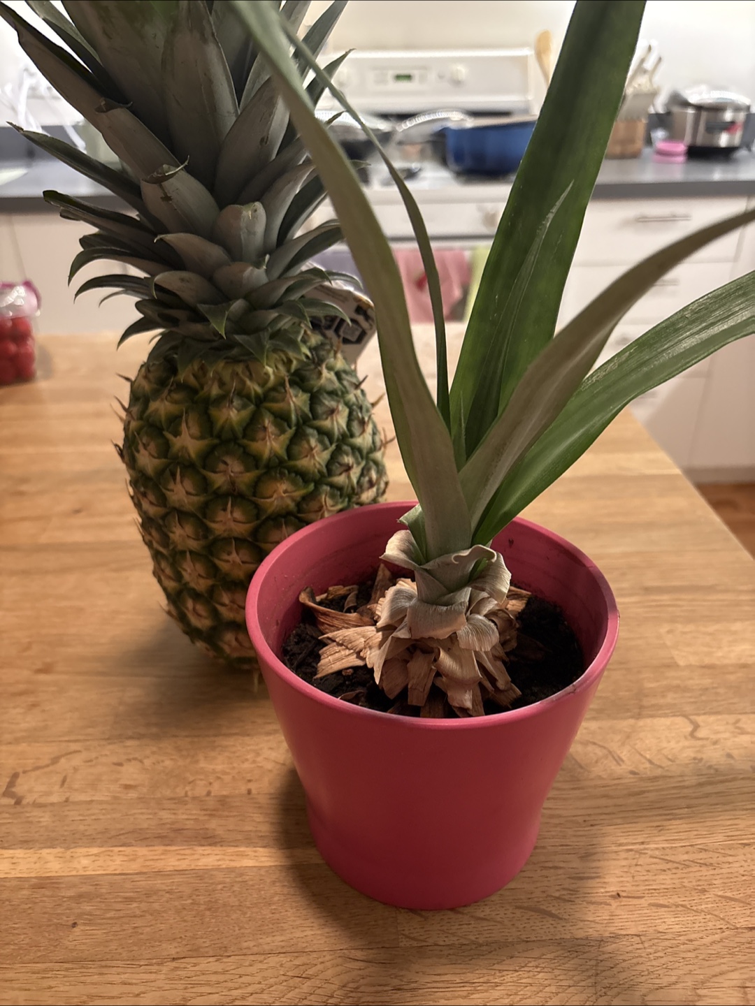 Pineapple Plant in Pink Pot