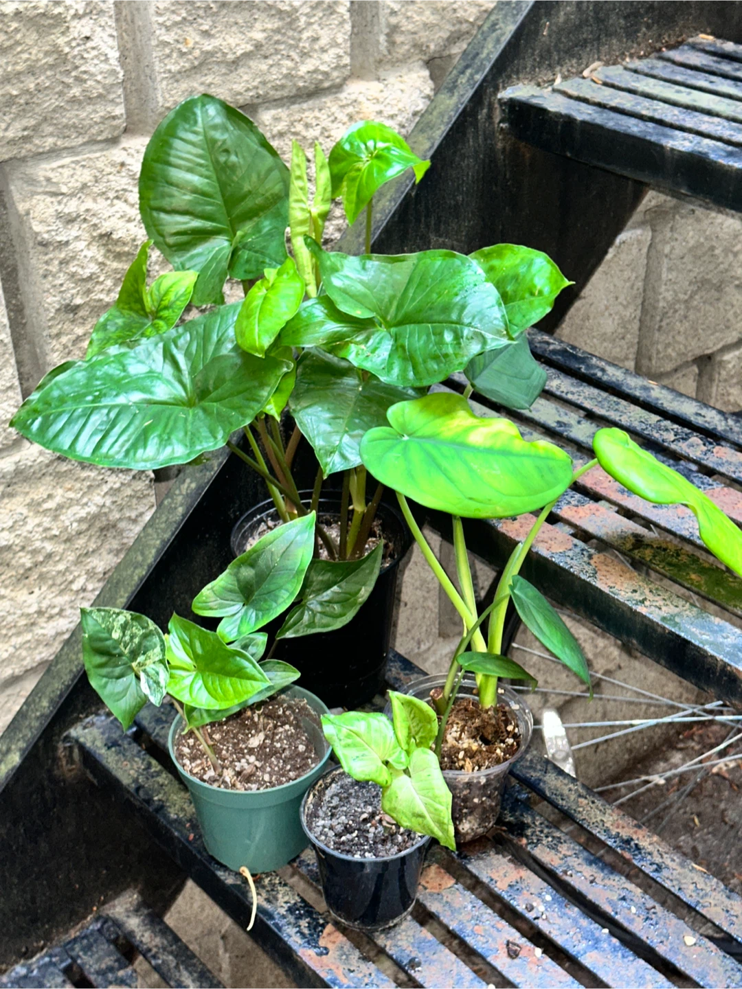 Syngonium Plant Bundle
