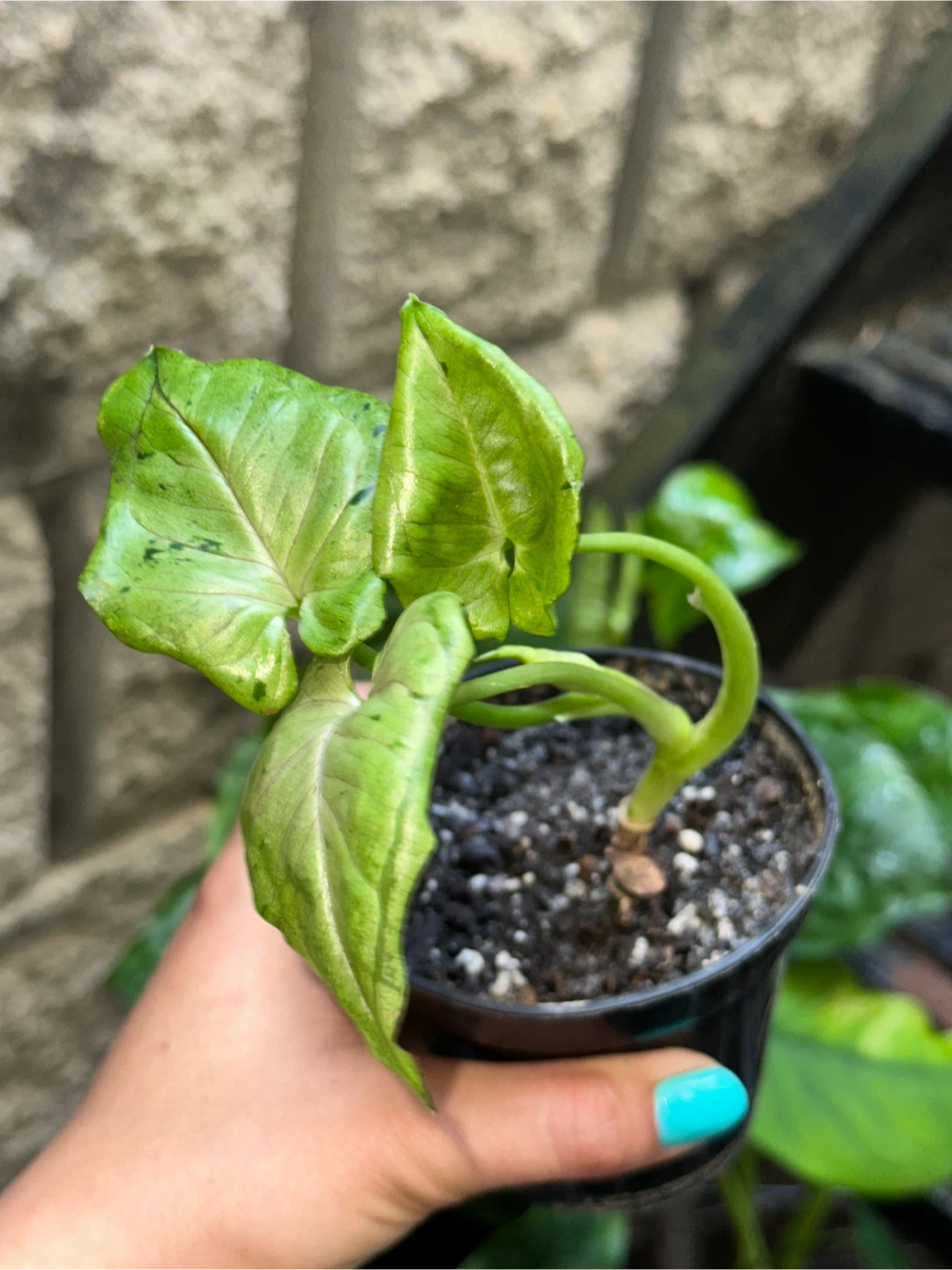 Syngonium Plant Bundle - photo 2
