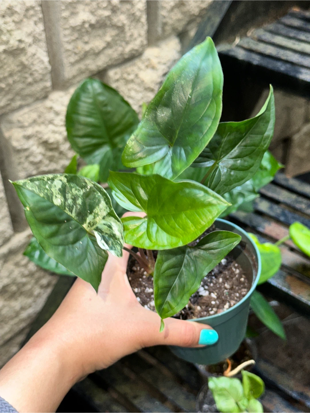 Syngonium Plant Bundle - photo 3