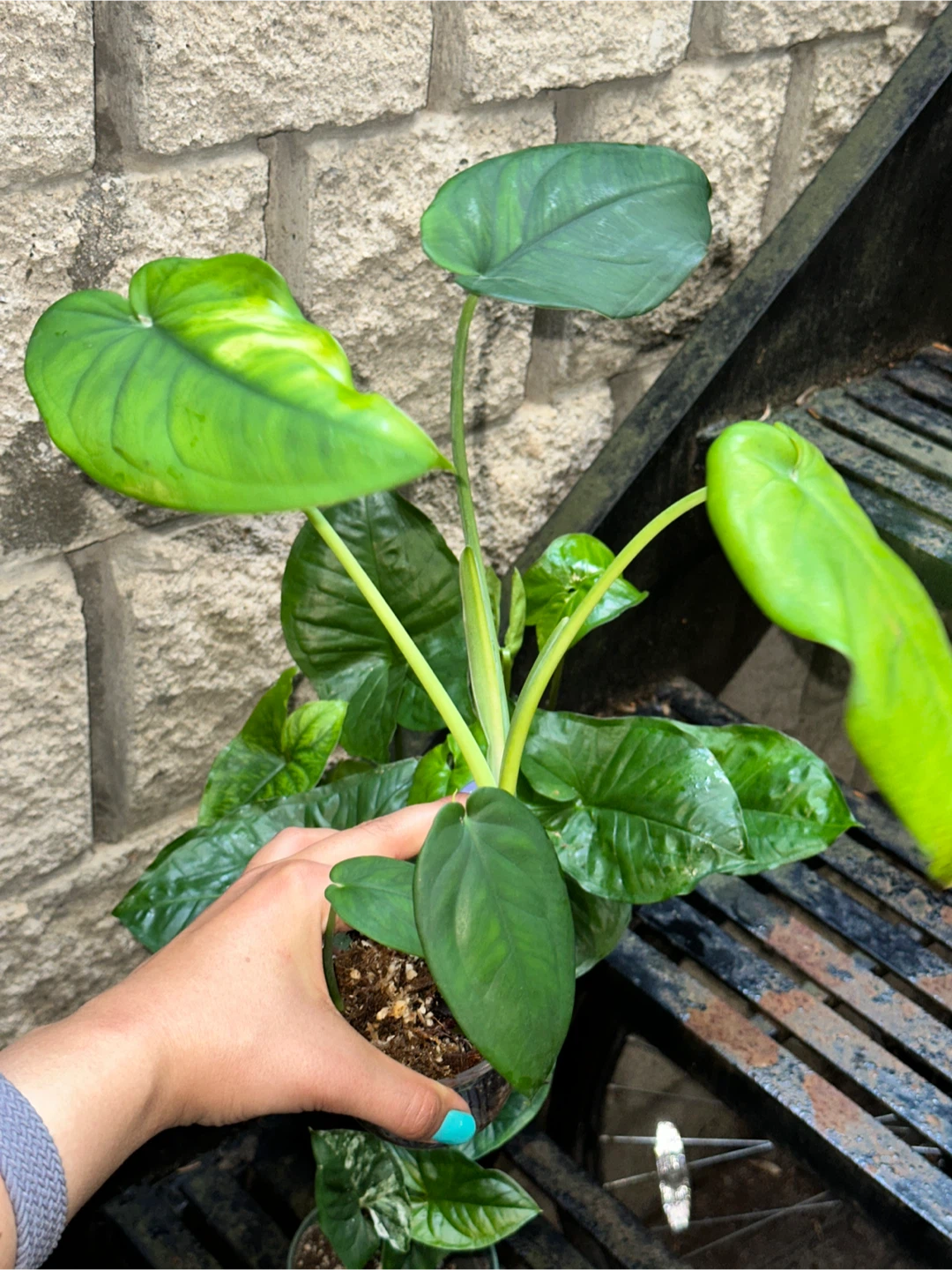 Syngonium Plant Bundle - photo 4