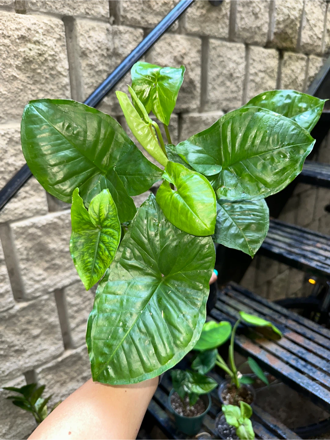 Syngonium Plant Bundle - photo 5